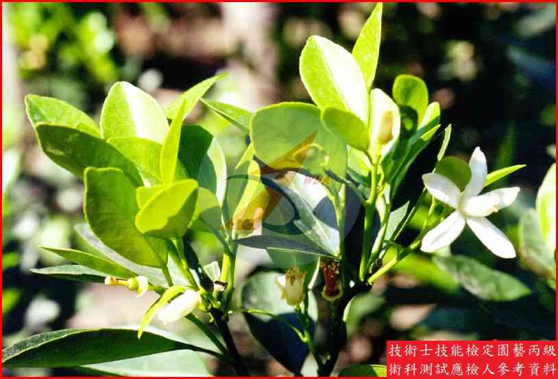 四季桔 園藝丙級識別圖片 3