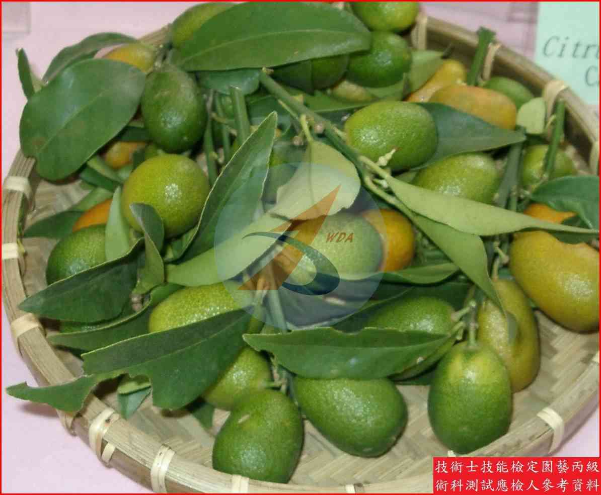 金柑 園藝丙級辨識圖片