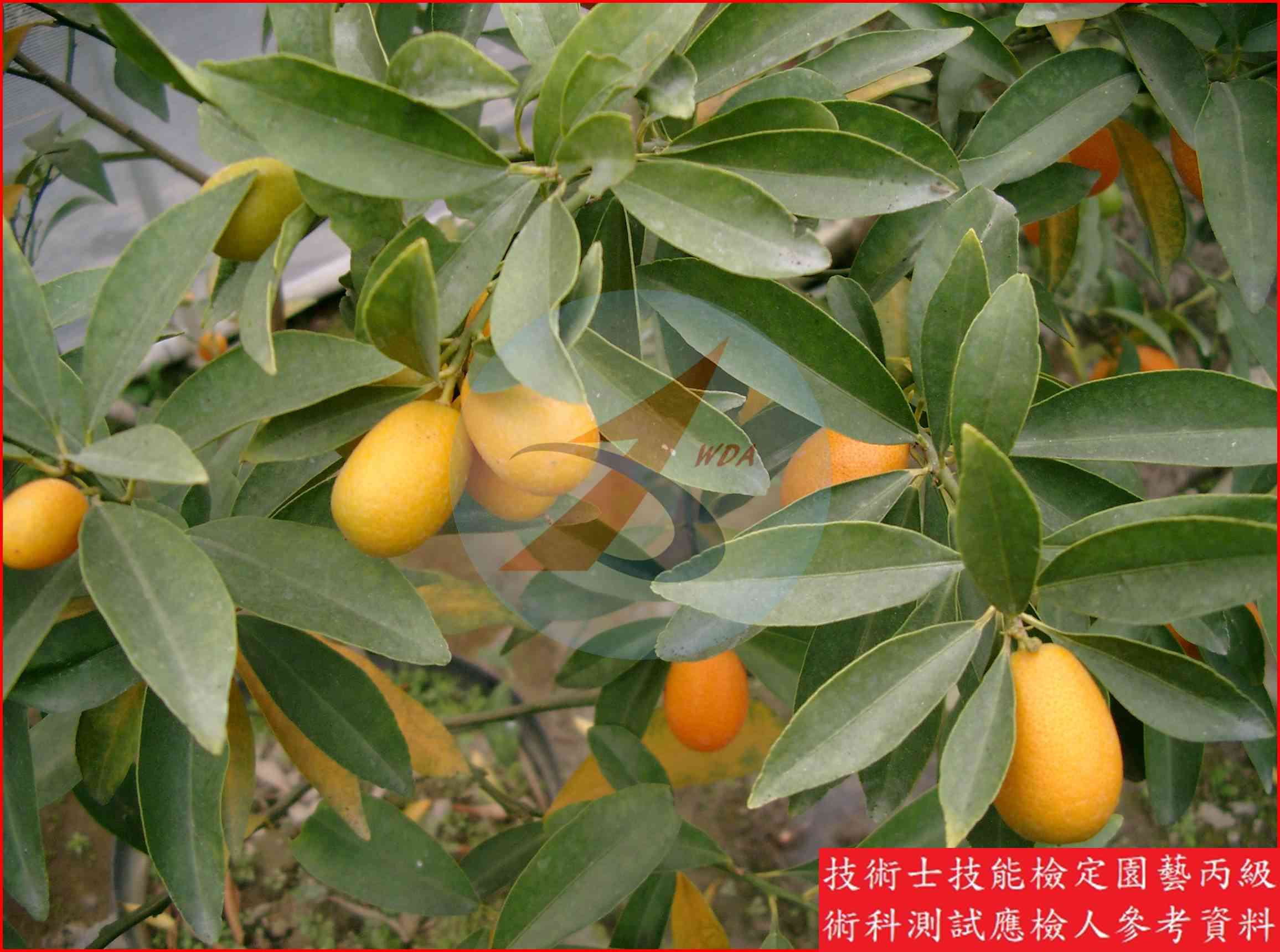 金柑 園藝丙級識別圖片 2