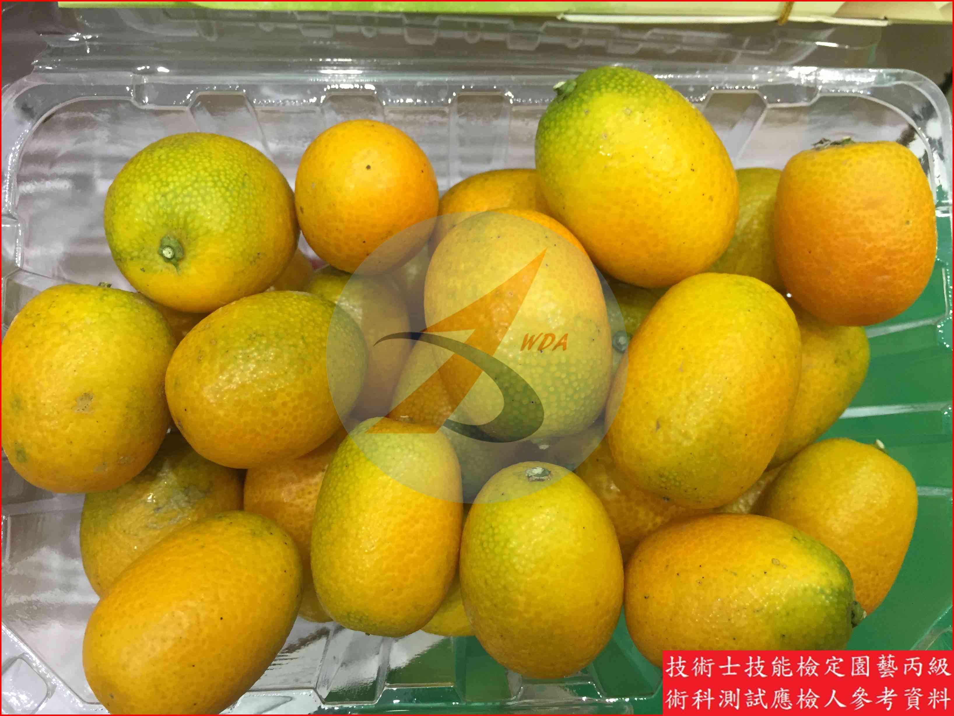金柑 園藝丙級識別圖片 3