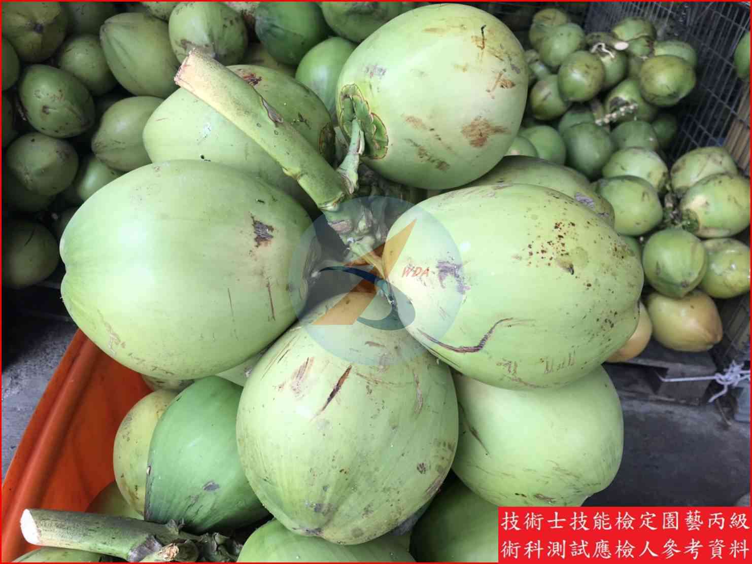 可可椰子 園藝丙級識別圖片 4