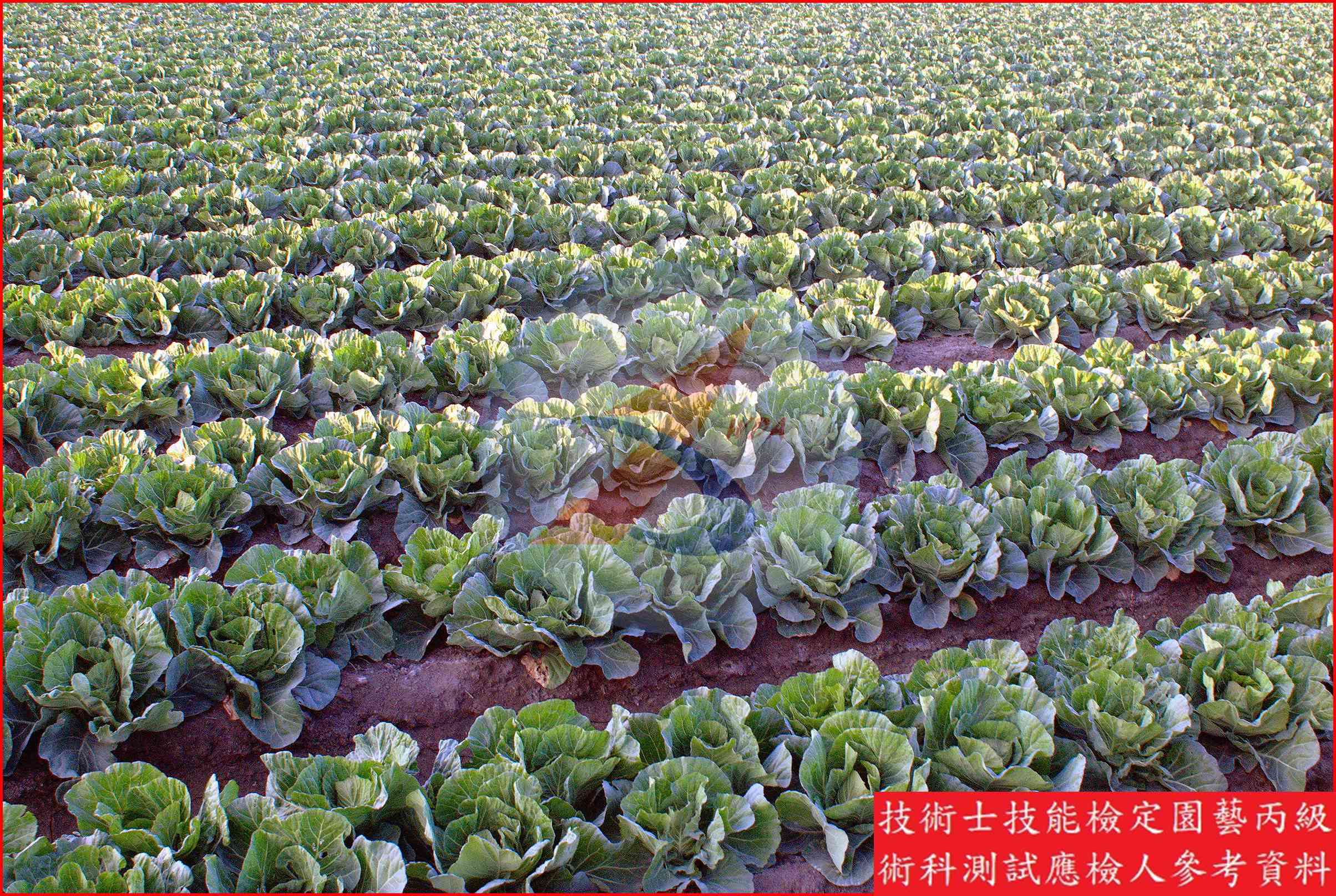 甘藍 園藝丙級識別主圖