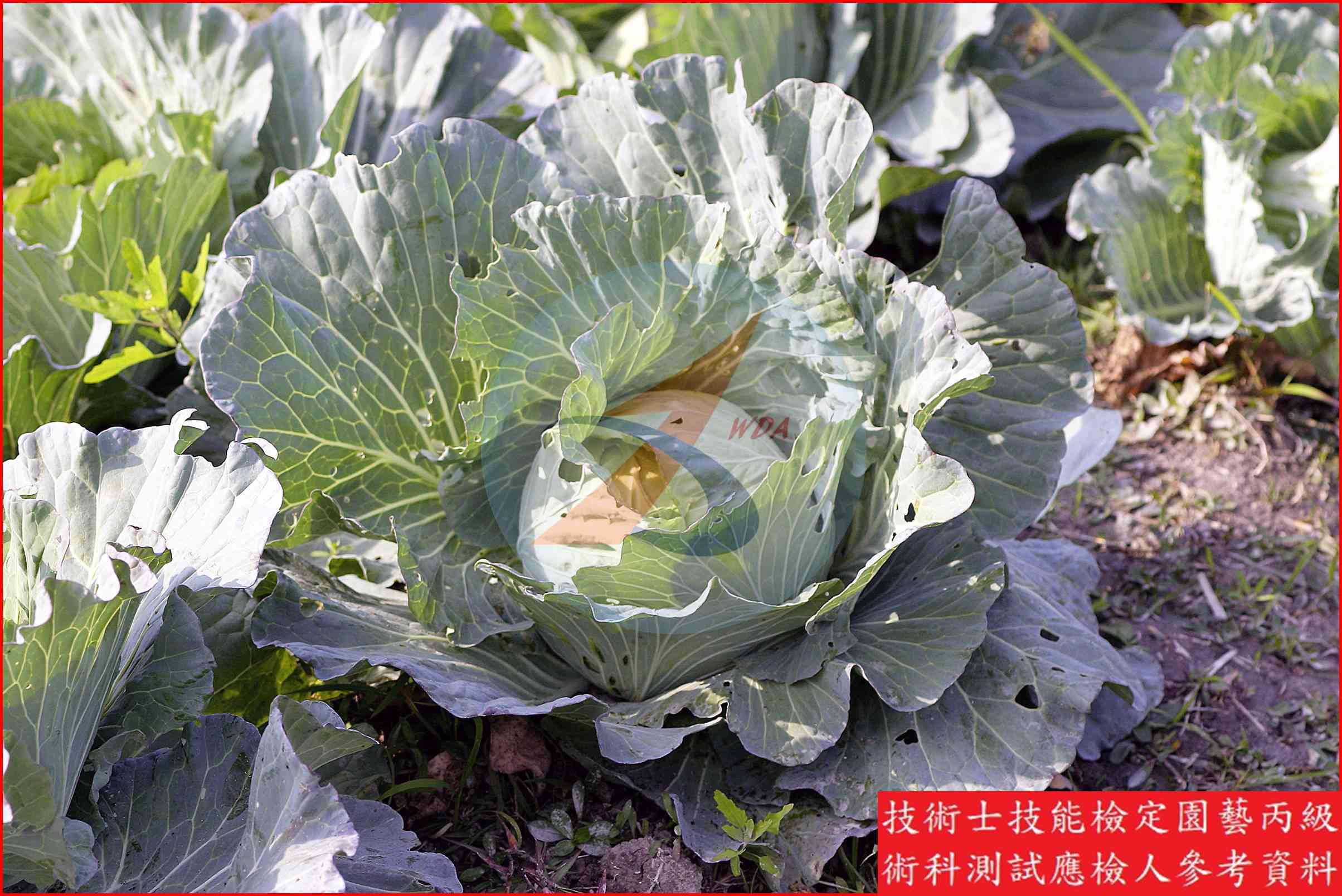 甘藍 園藝丙級識別圖片 2