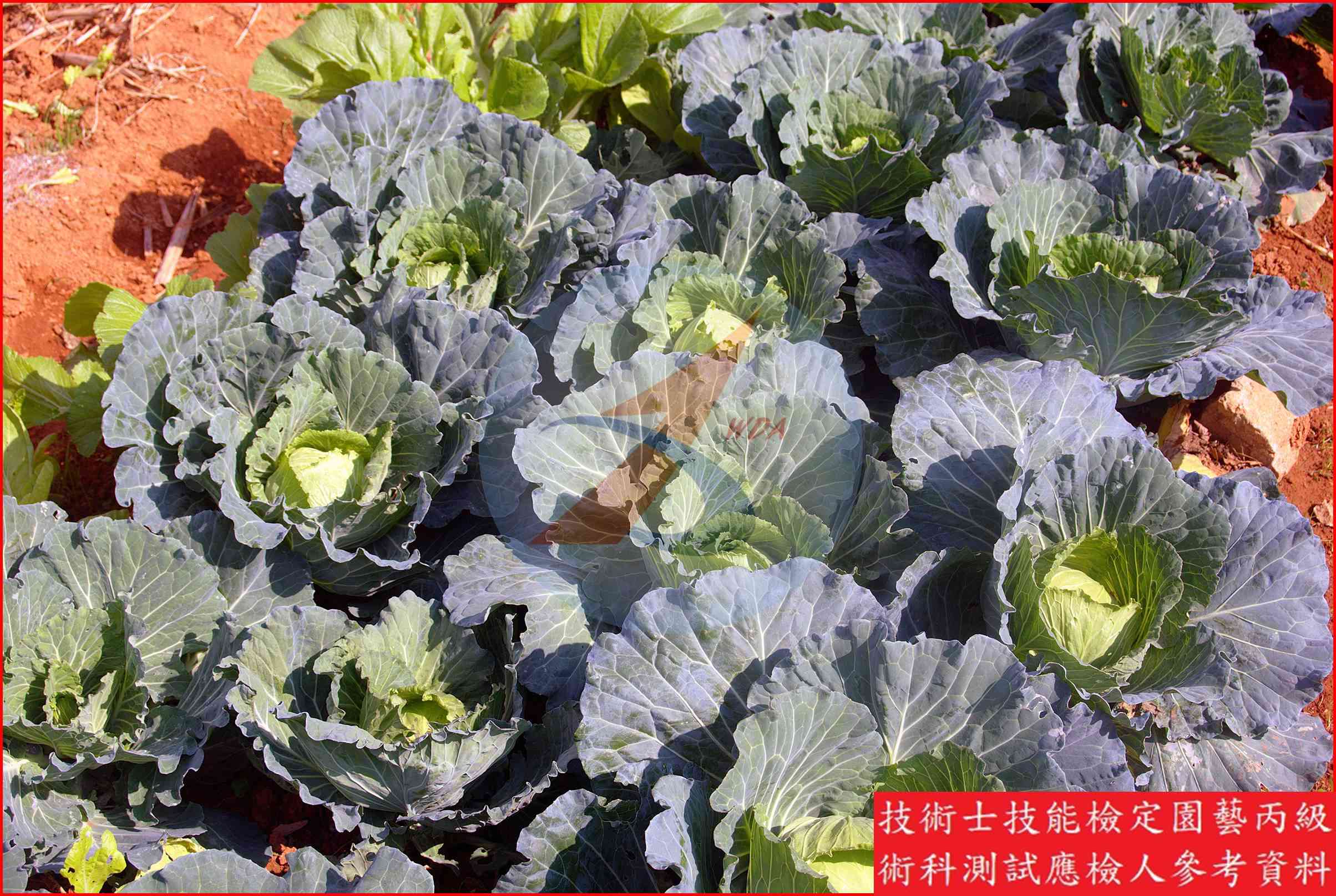 甘藍 園藝丙級識別圖片 3