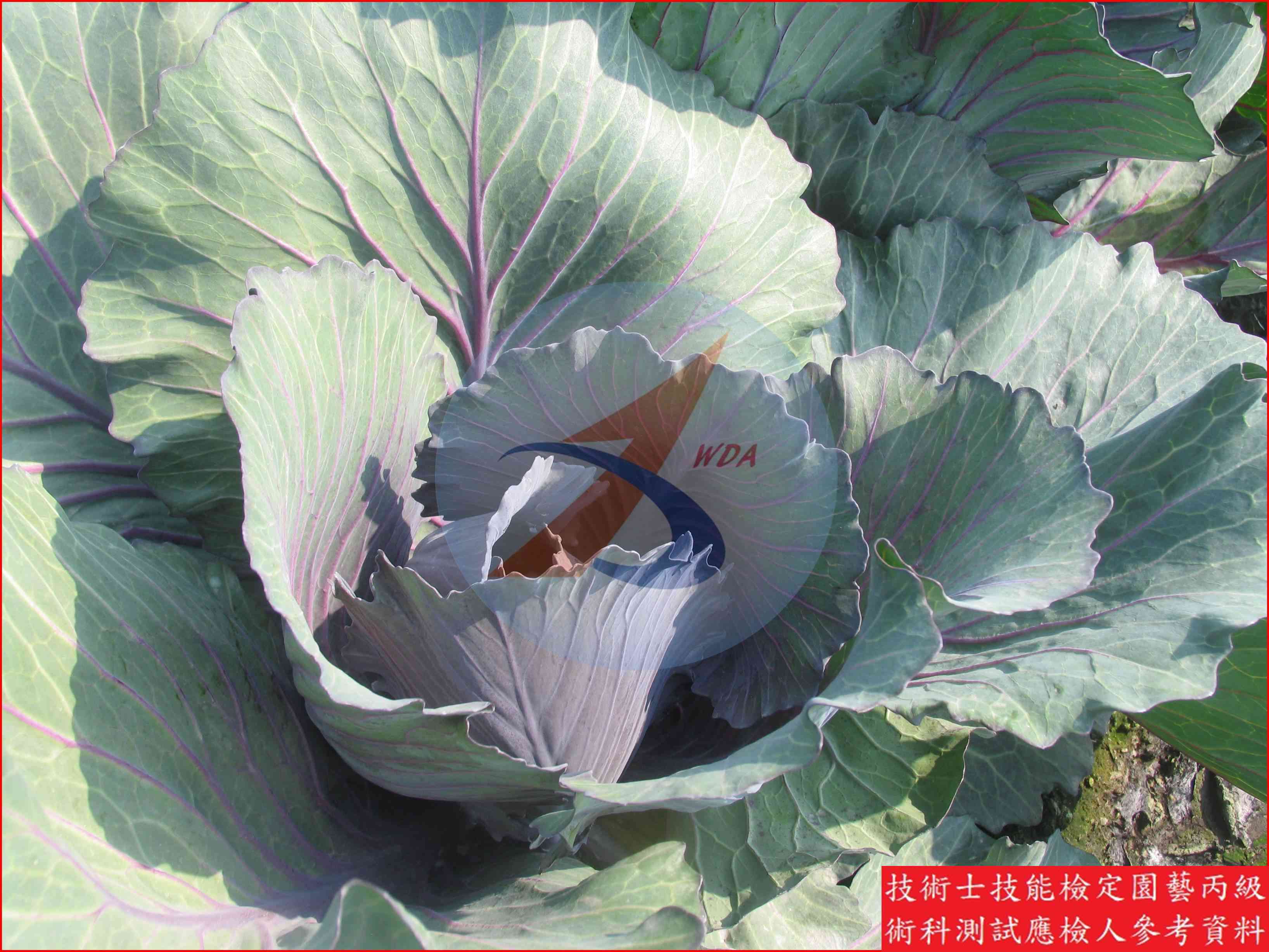 甘藍 園藝丙級識別圖片 5