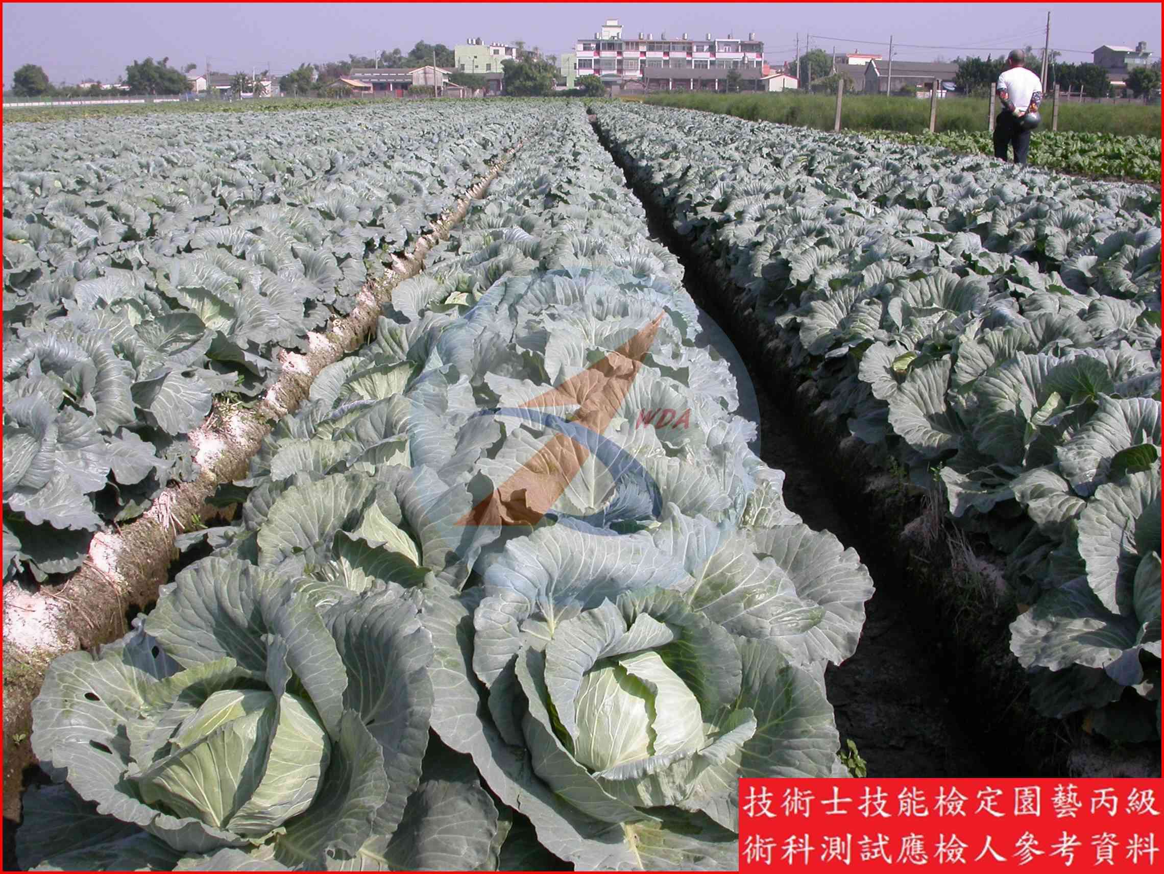 甘藍 園藝丙級識別圖片 6