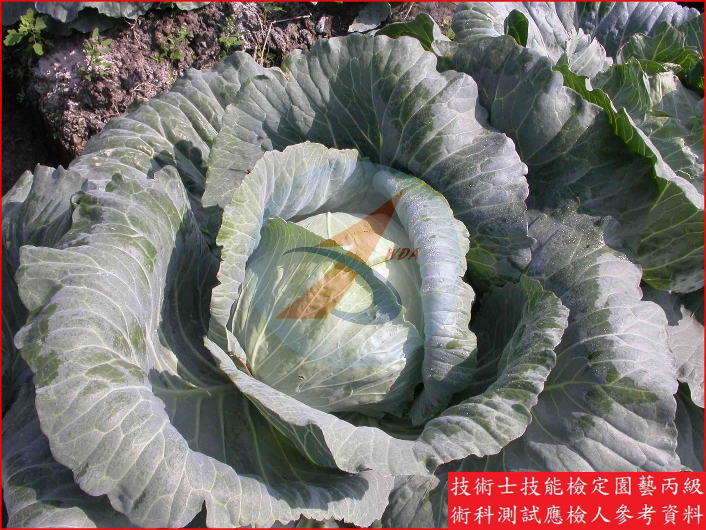 甘藍 園藝丙級識別圖片 7