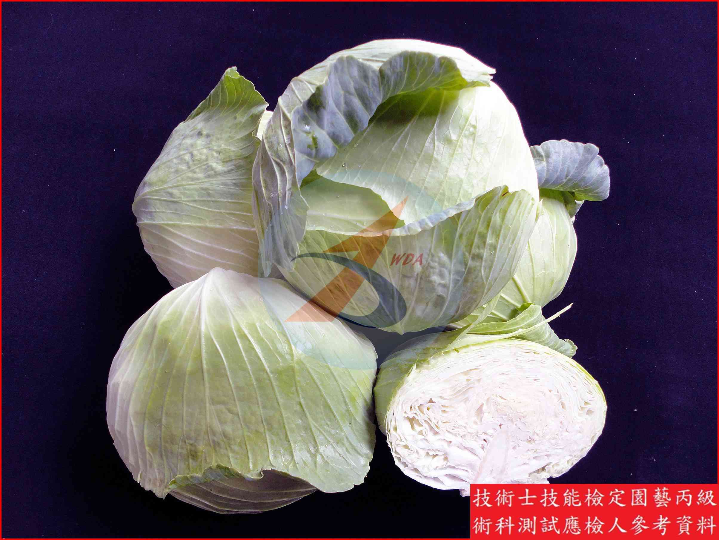 甘藍 園藝丙級識別圖片 8