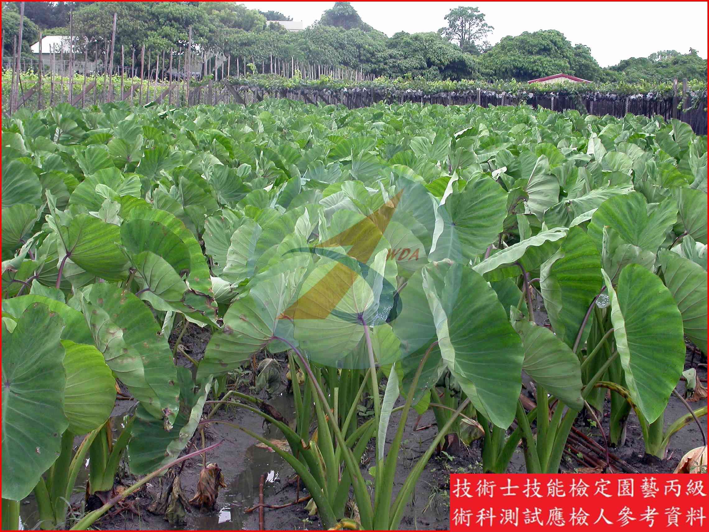 芋頭 園藝丙級識別圖片 4