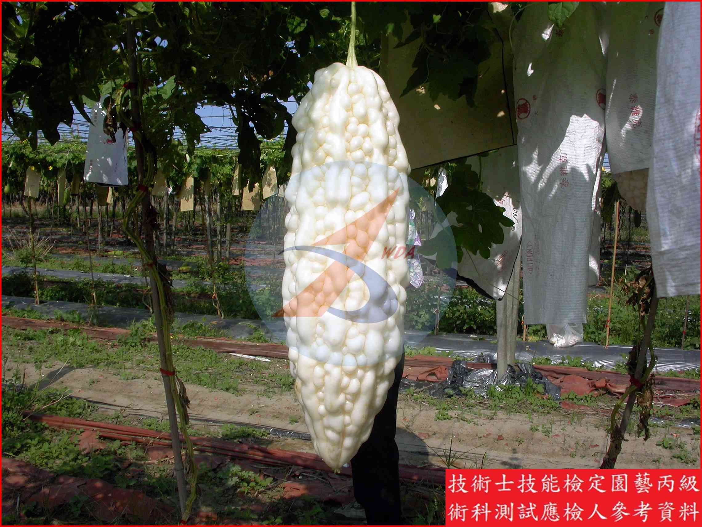 苦瓜 / 絲瓜 比較主圖