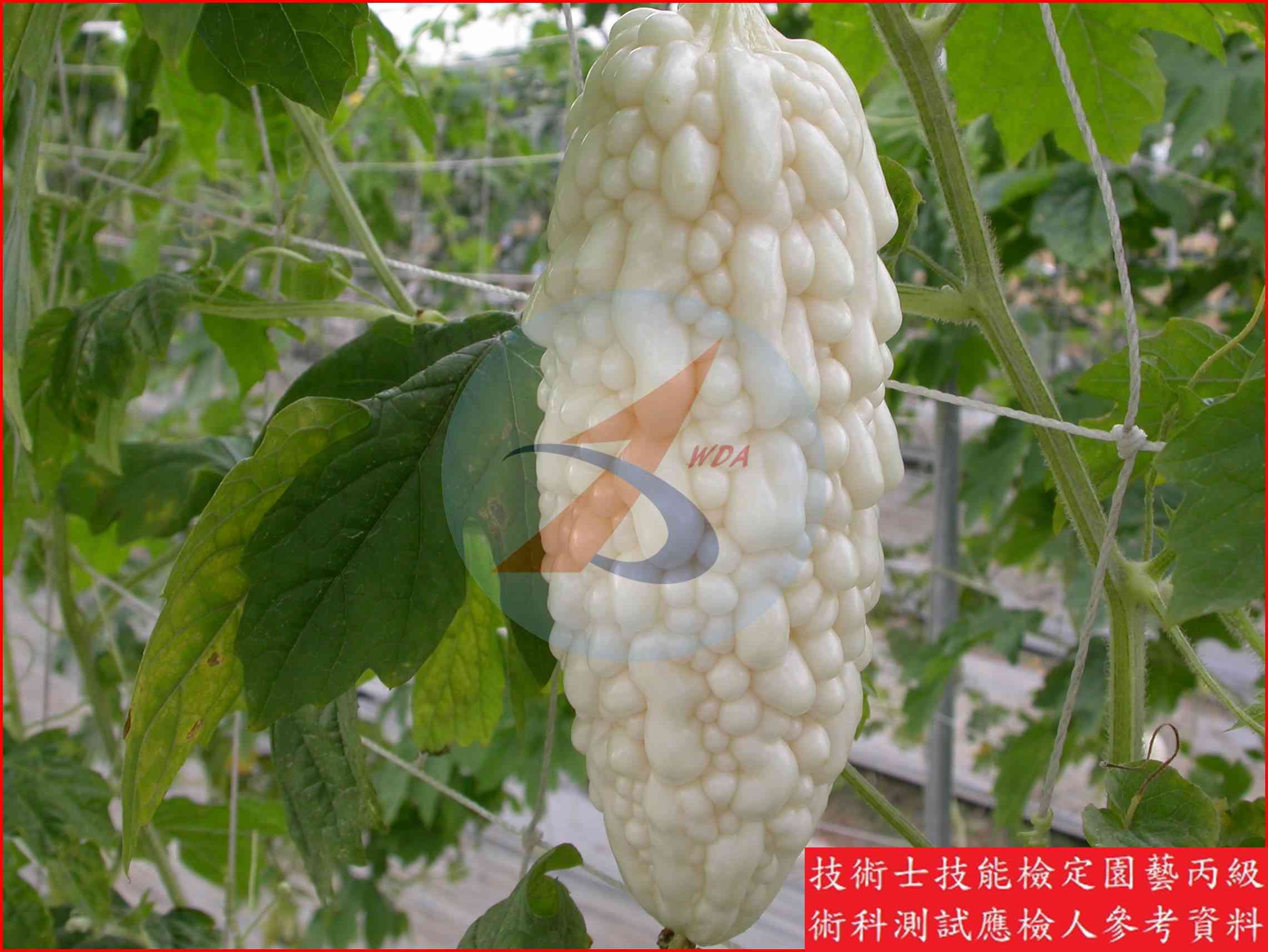 苦瓜 園藝丙級識別圖片 10
