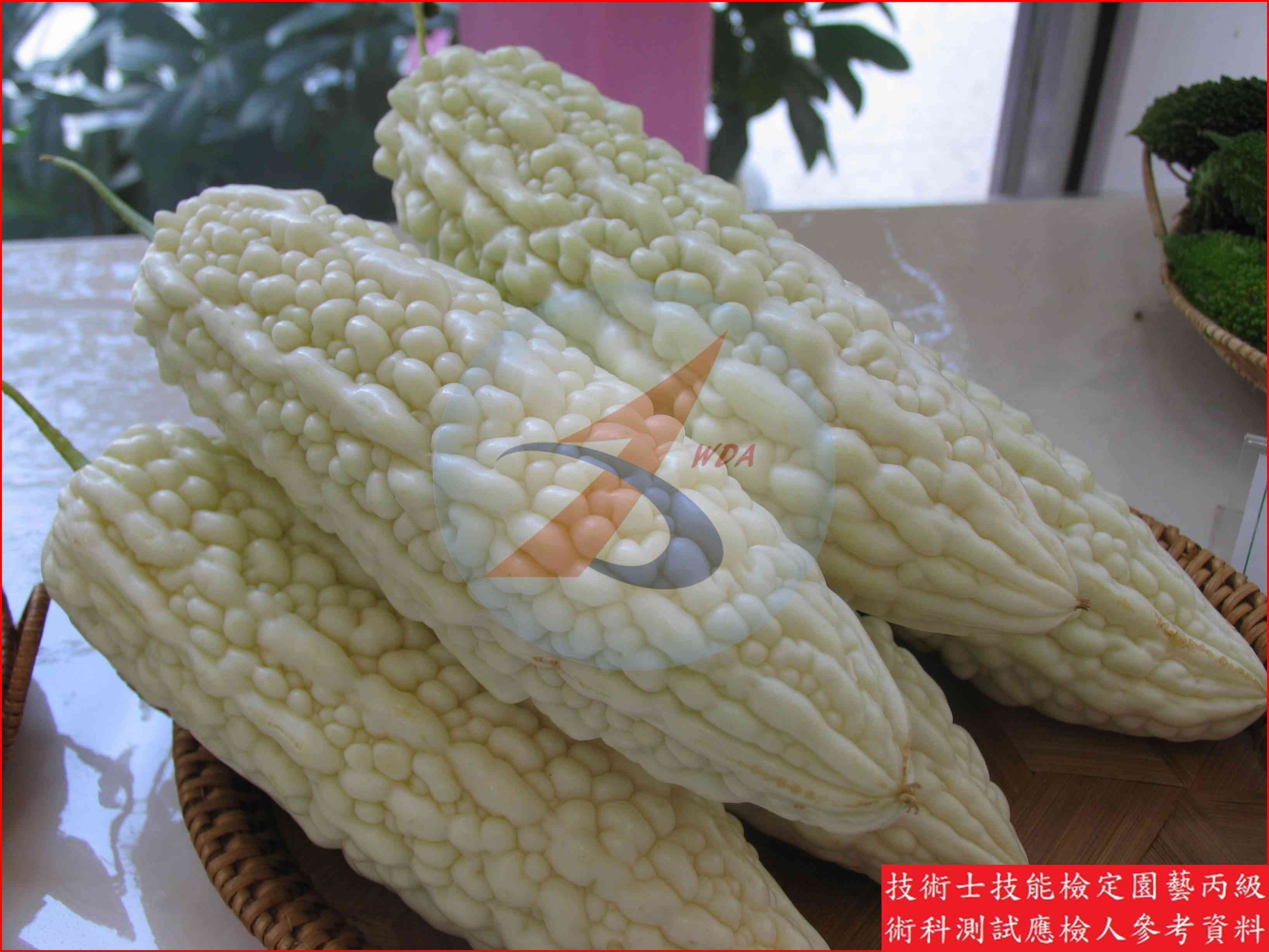 苦瓜 園藝丙級識別圖片 11