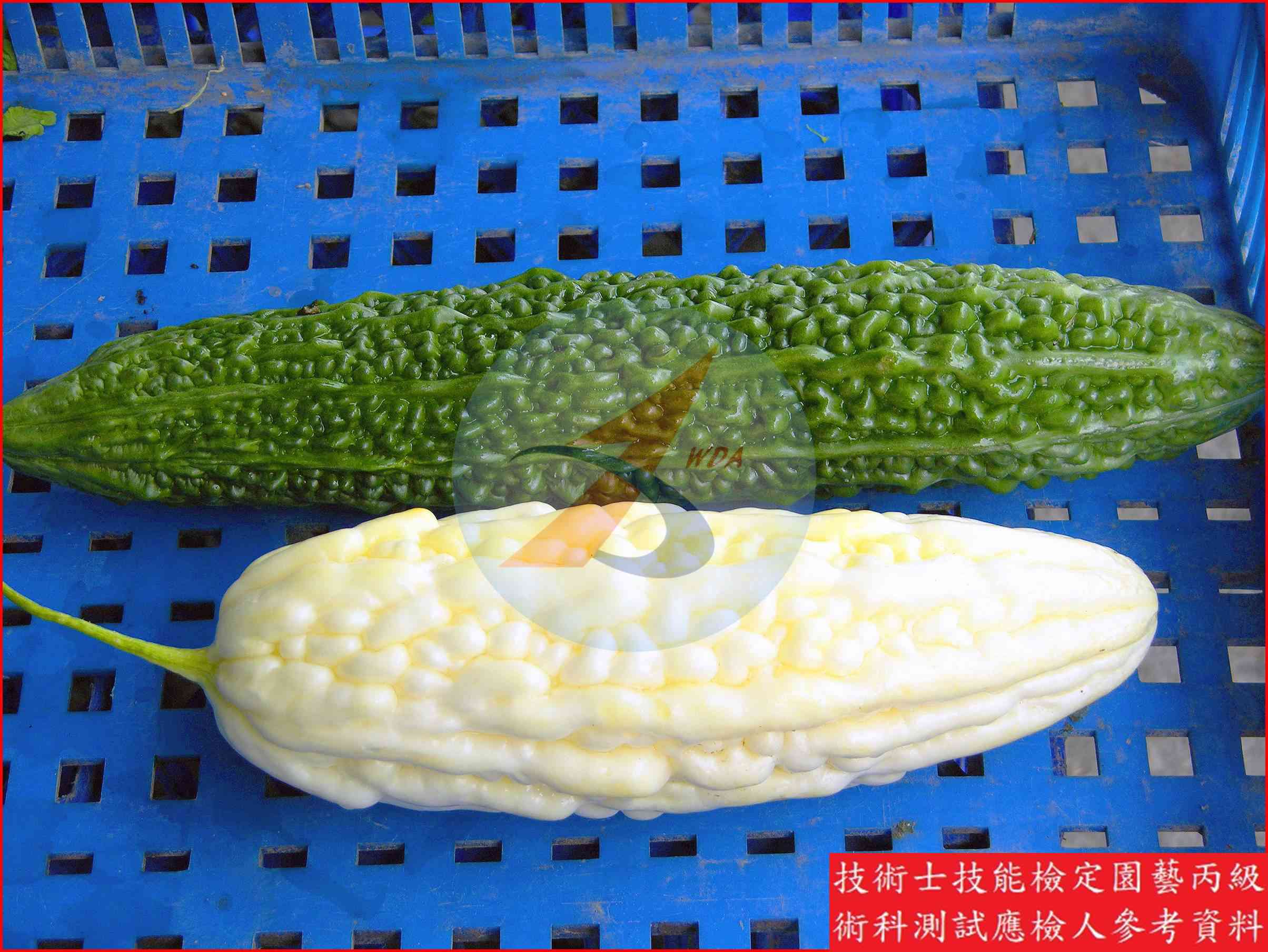 苦瓜 園藝丙級識別圖片 4