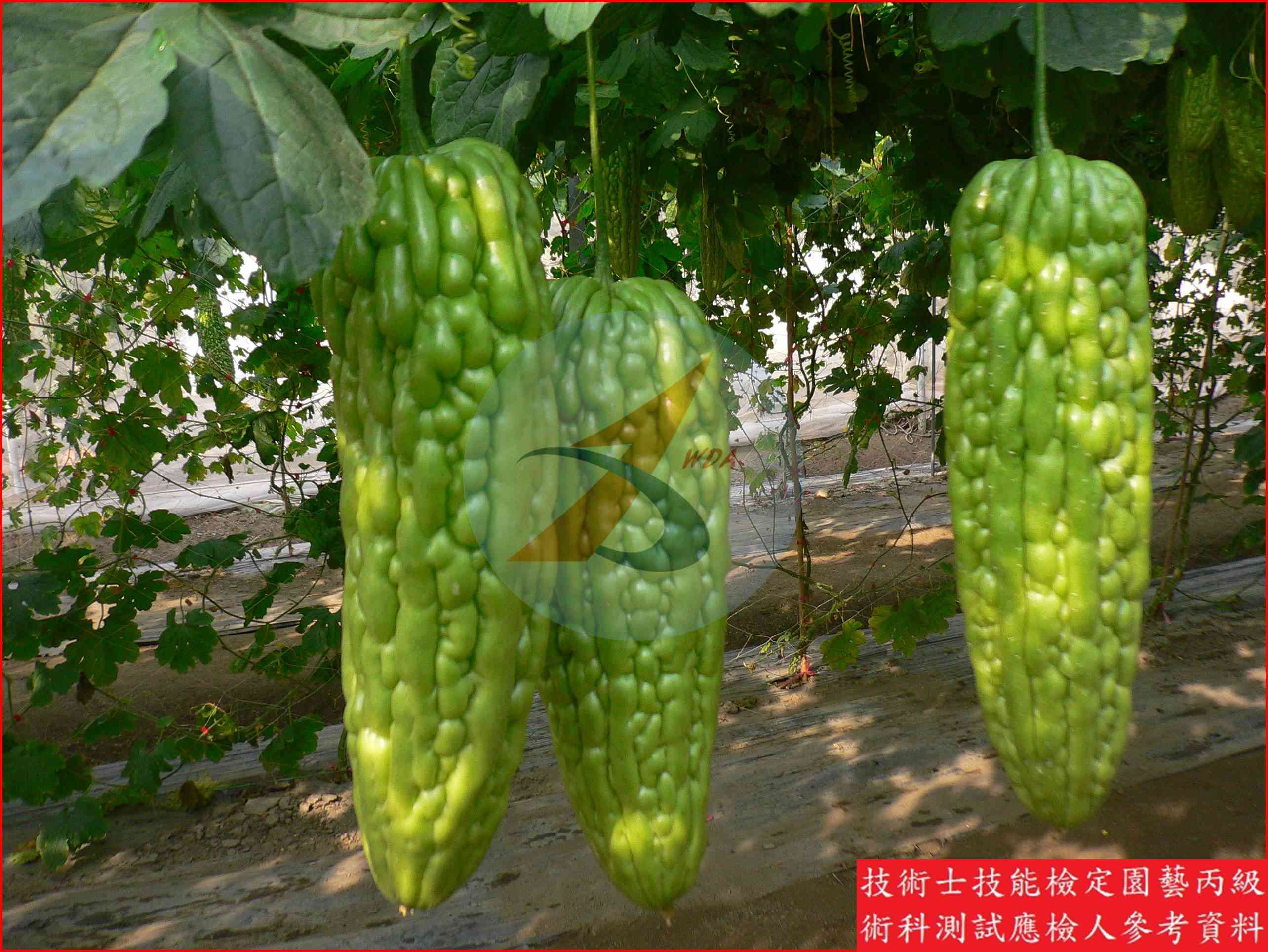苦瓜 園藝丙級識別圖片 5