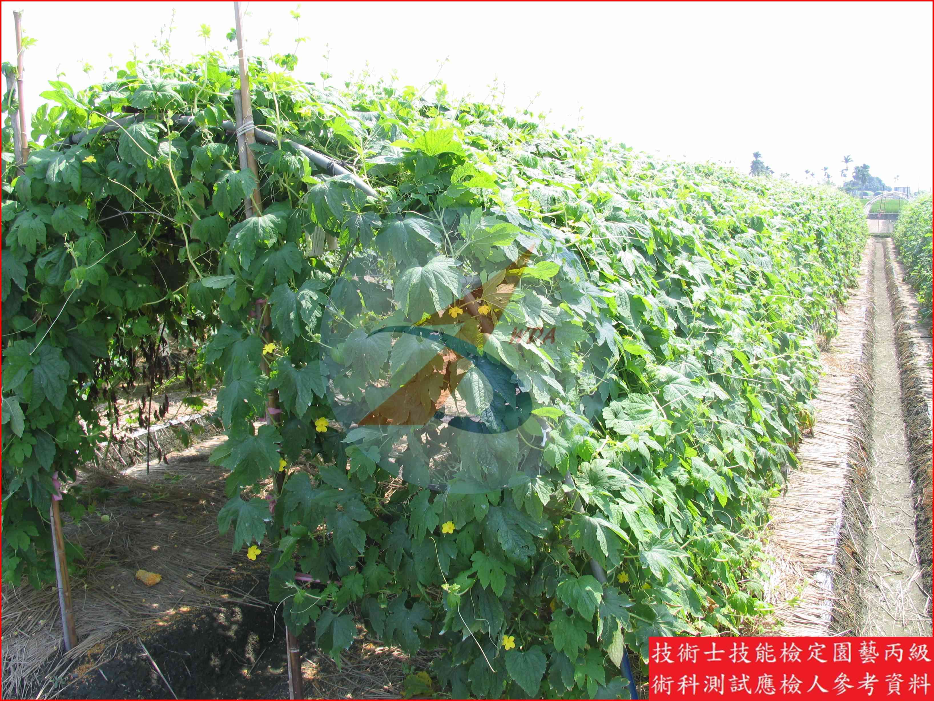 苦瓜 園藝丙級識別圖片 6