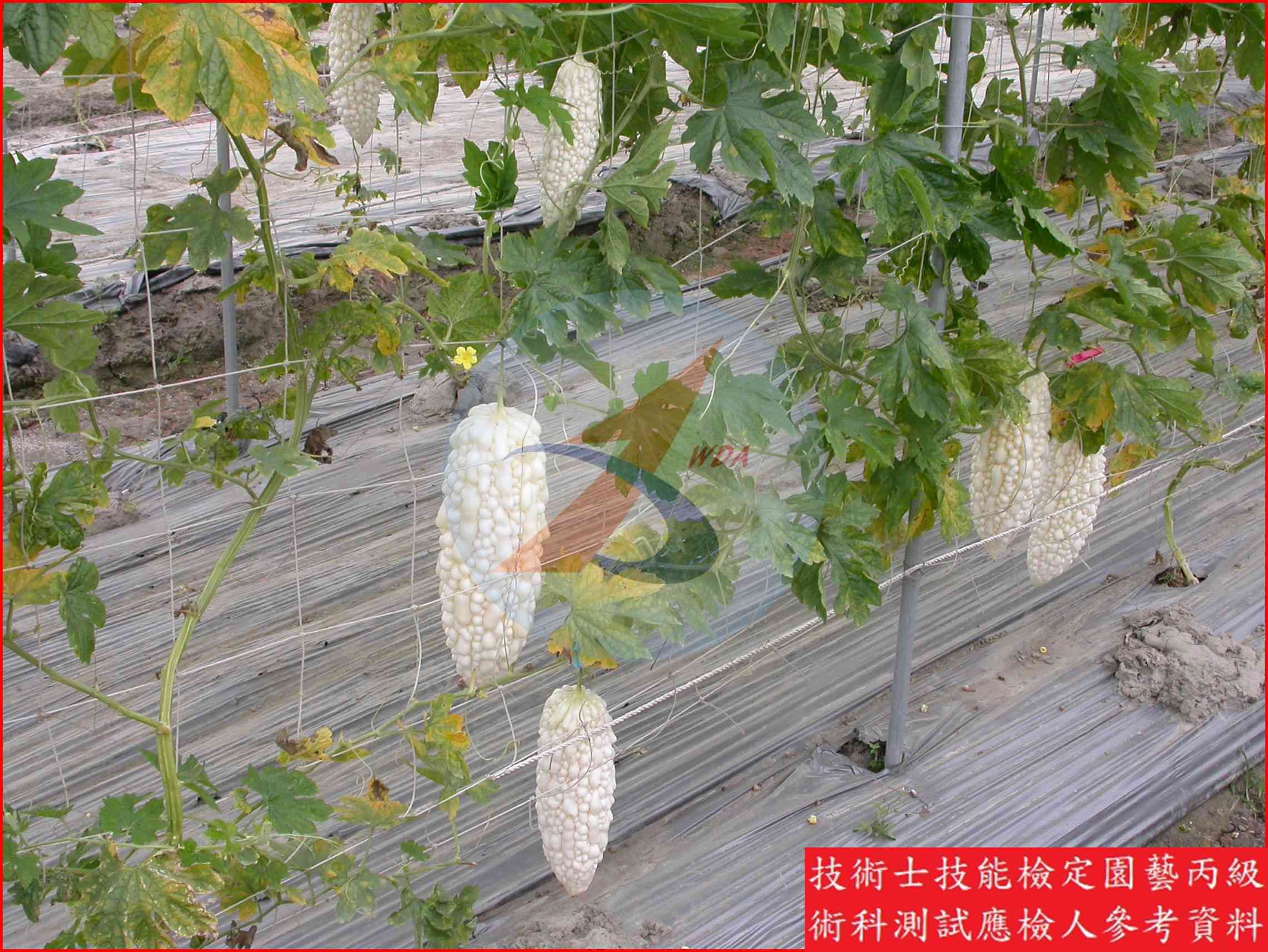 苦瓜 園藝丙級識別圖片 8