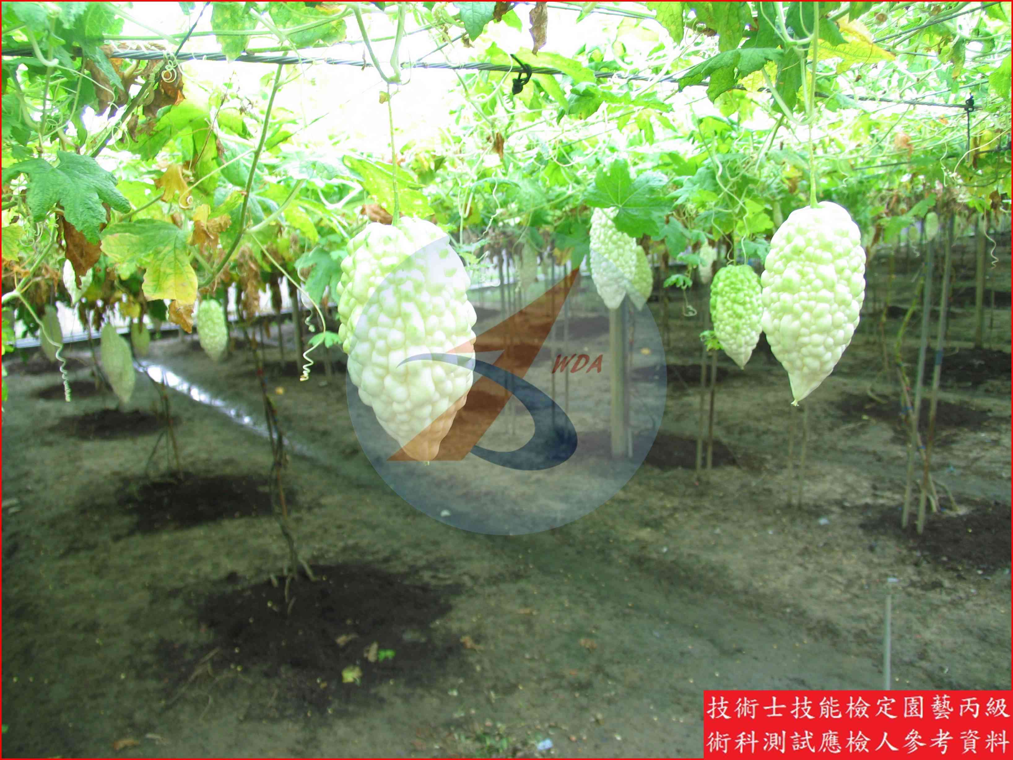 苦瓜 園藝丙級識別圖片 9