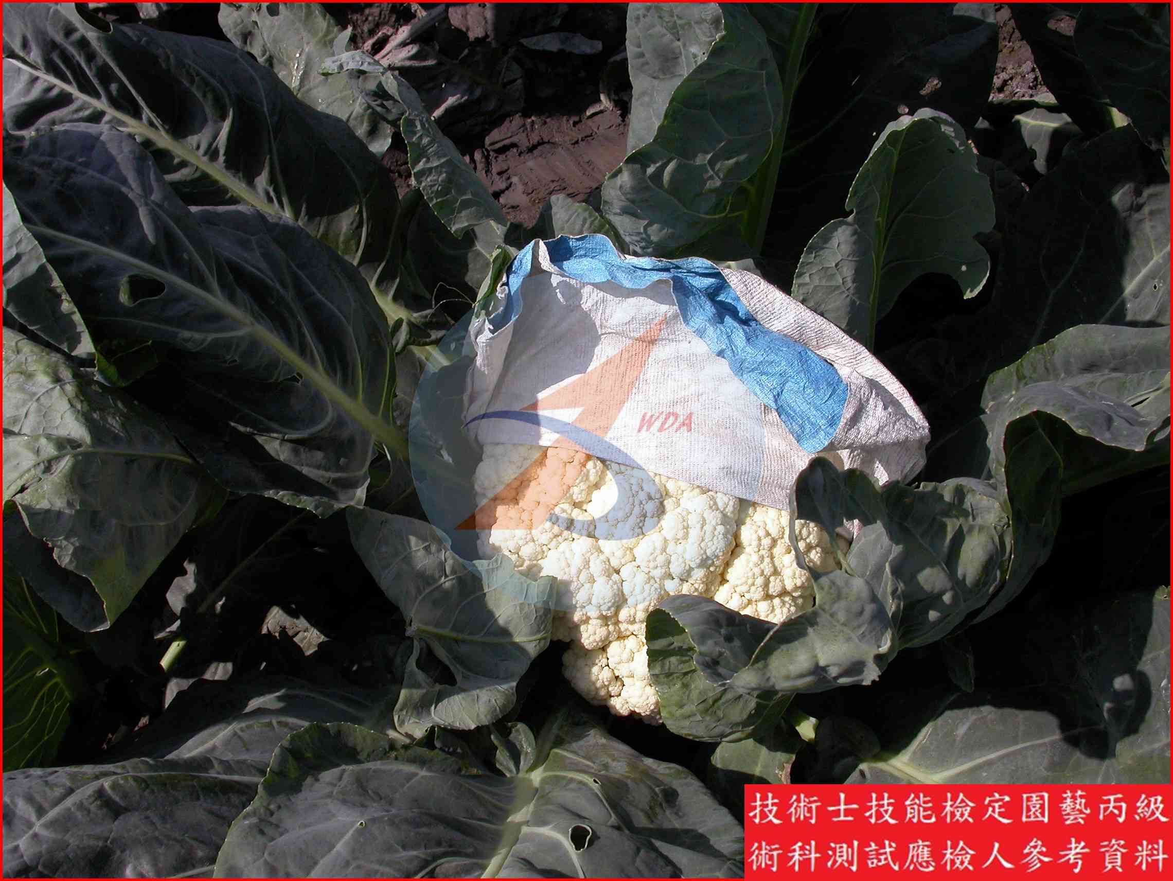花椰菜 / 青花菜 比較主圖