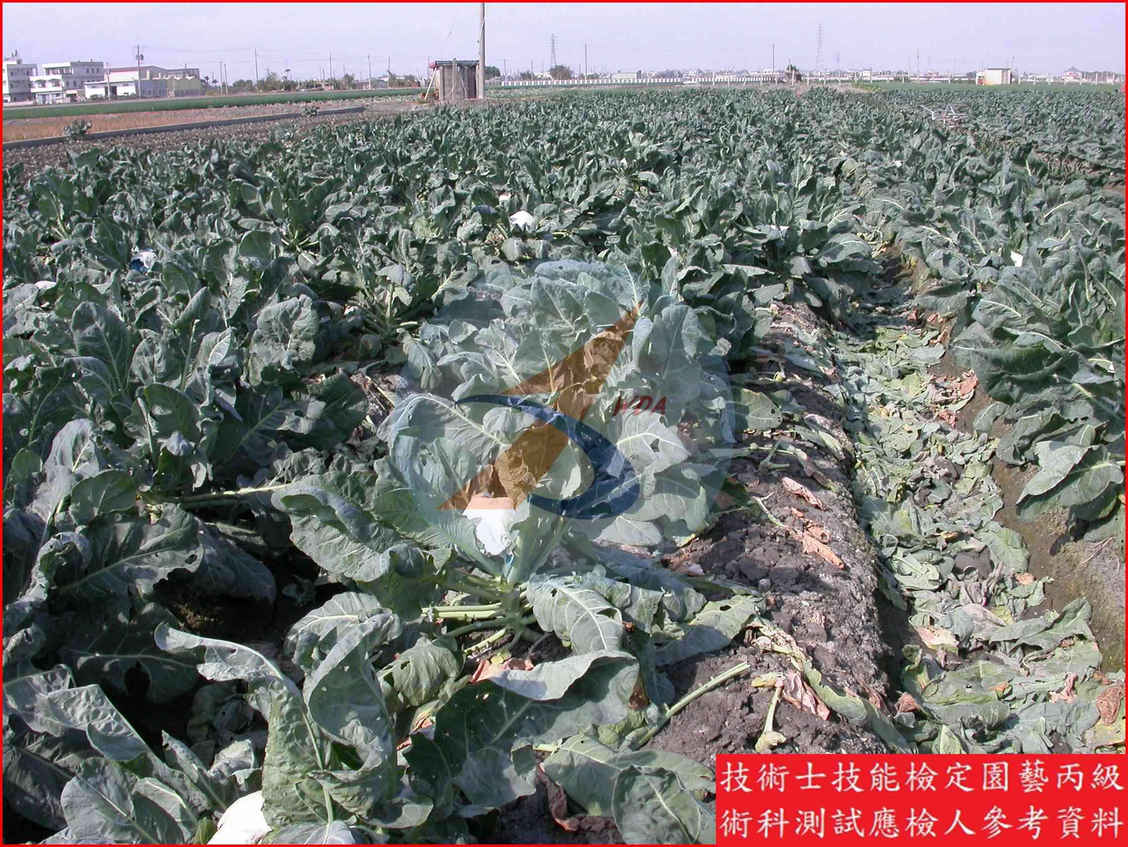 花椰菜 園藝丙級識別圖片 2