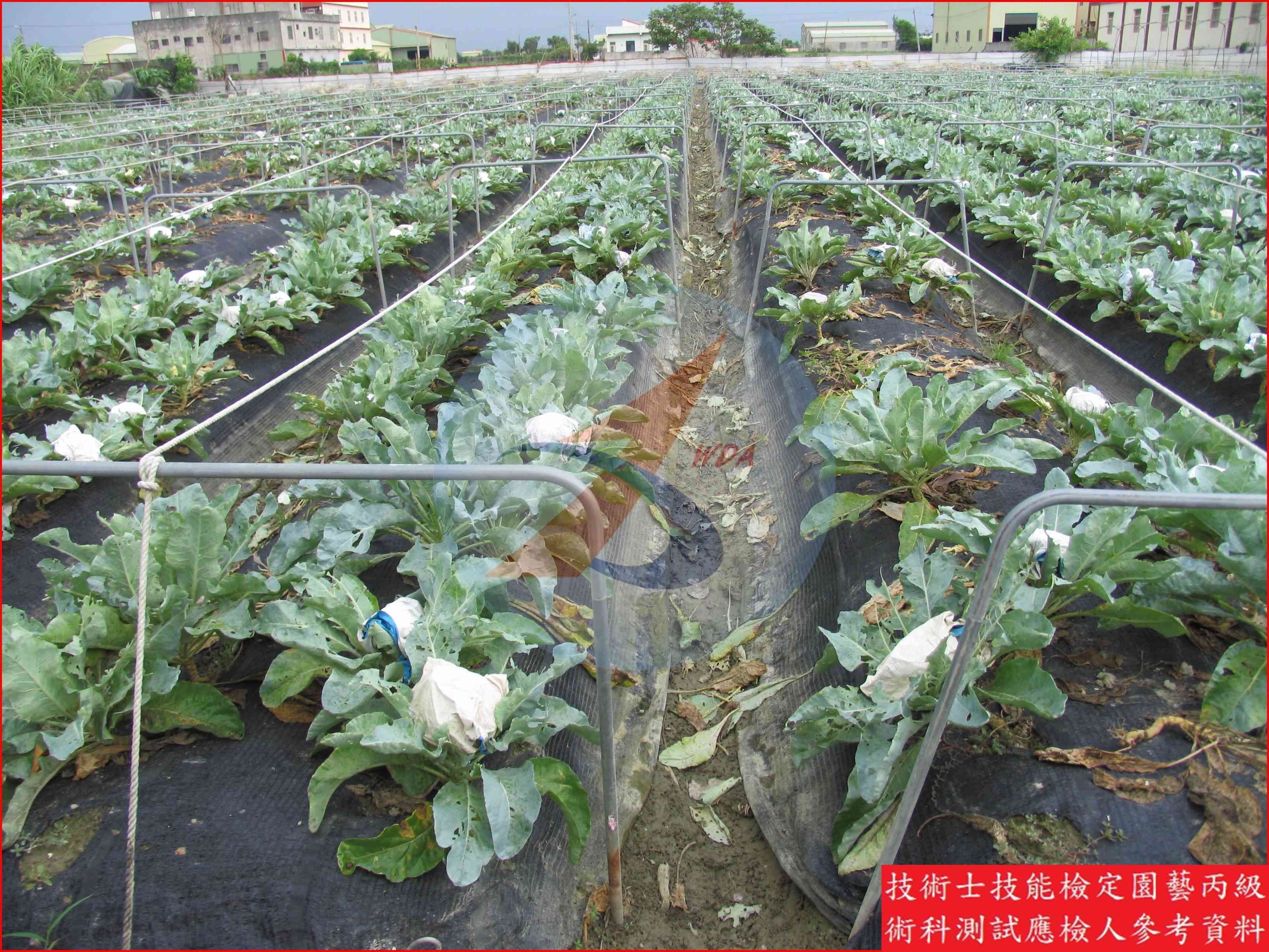花椰菜 園藝丙級識別圖片 4