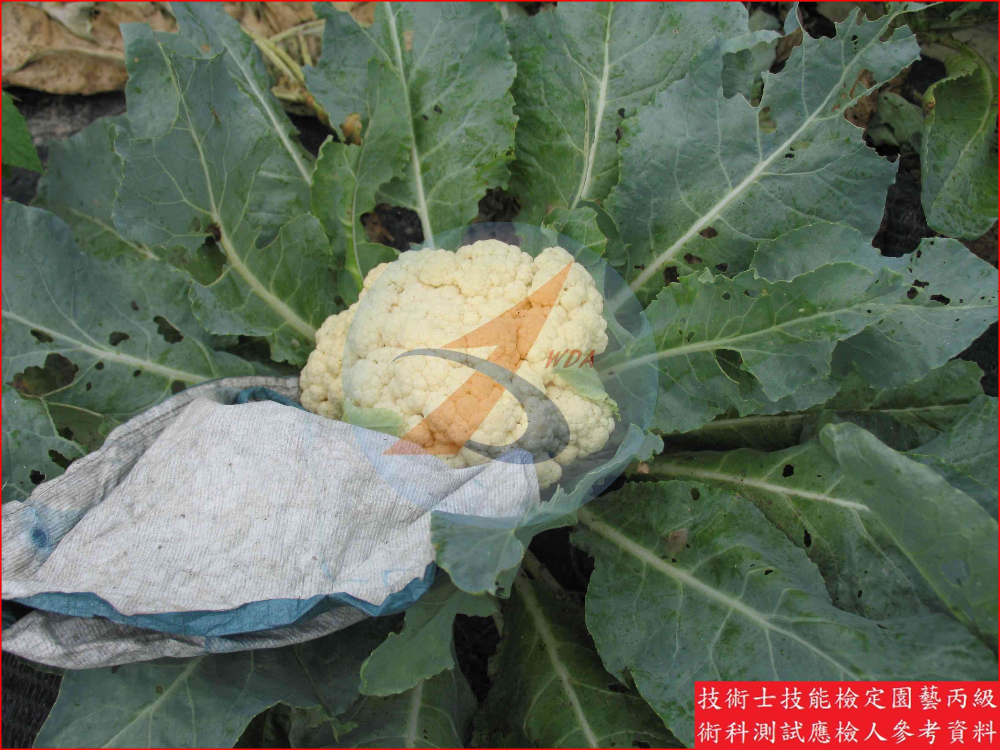 花椰菜 園藝丙級識別圖片 5