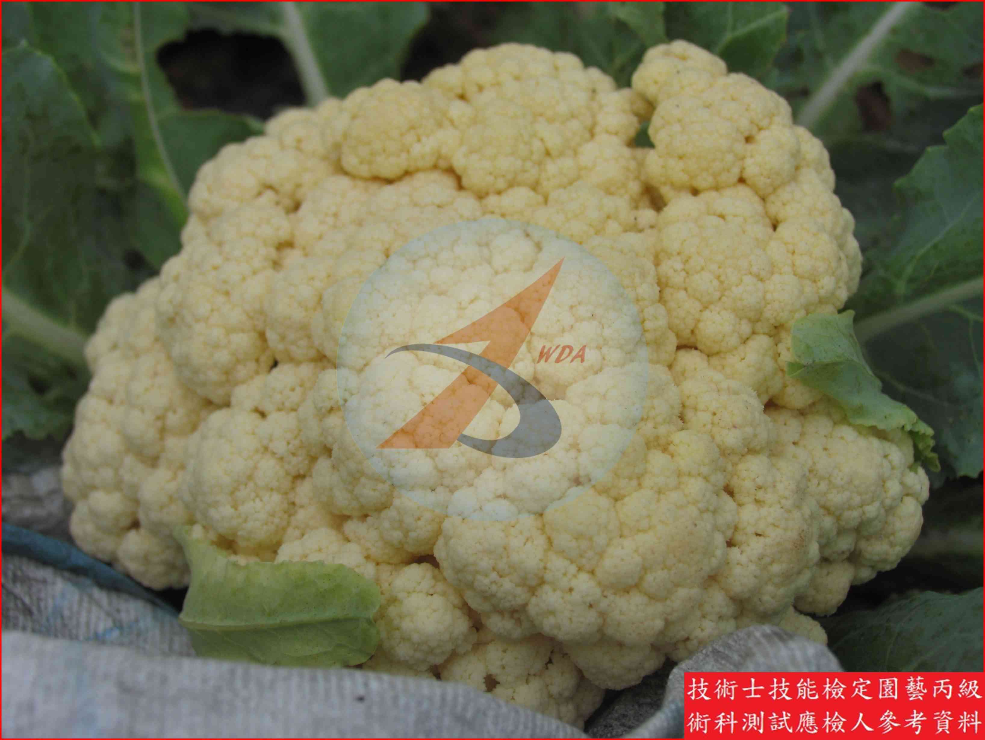 花椰菜 園藝丙級識別圖片 6
