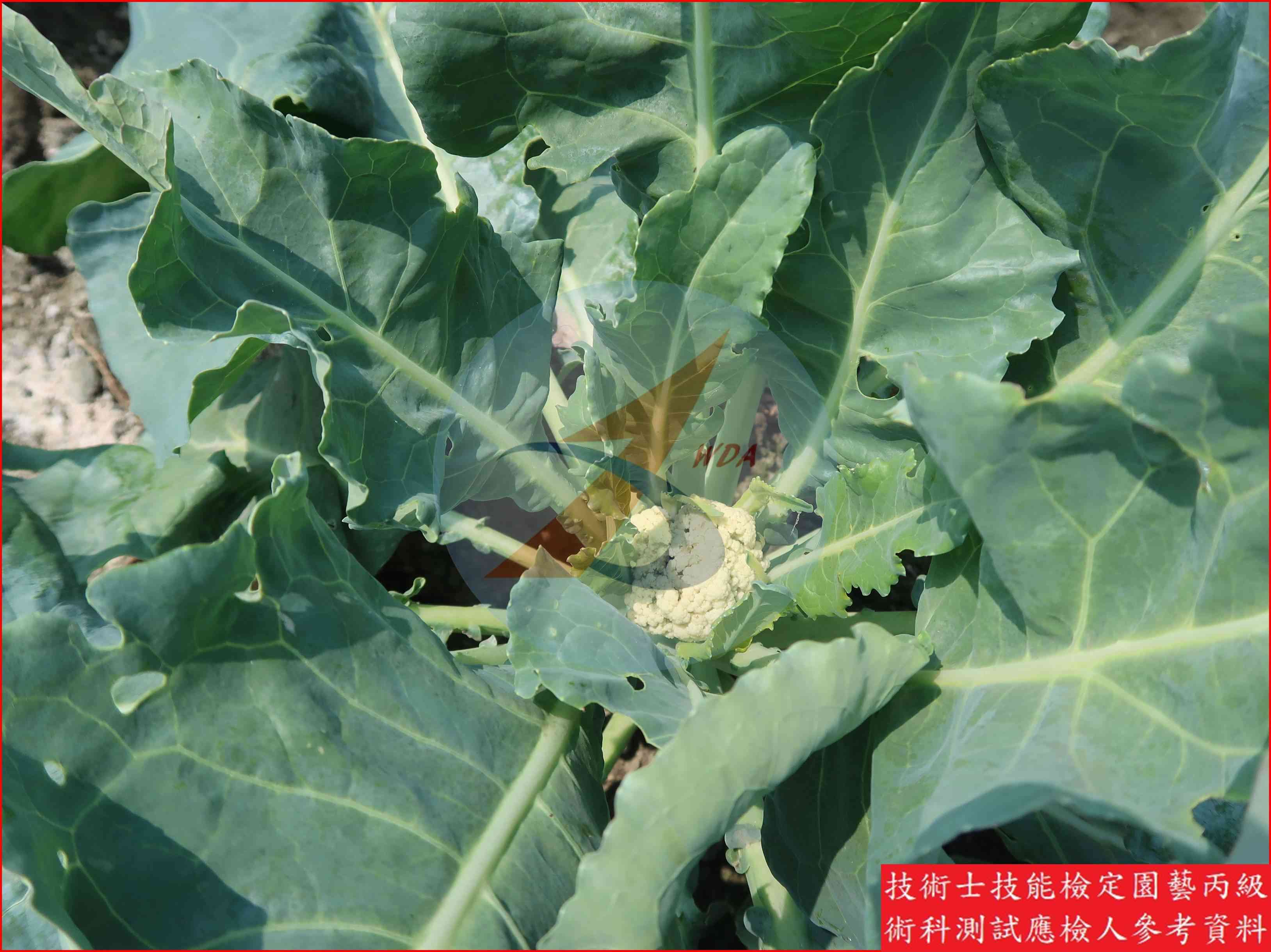花椰菜 園藝丙級識別圖片 7