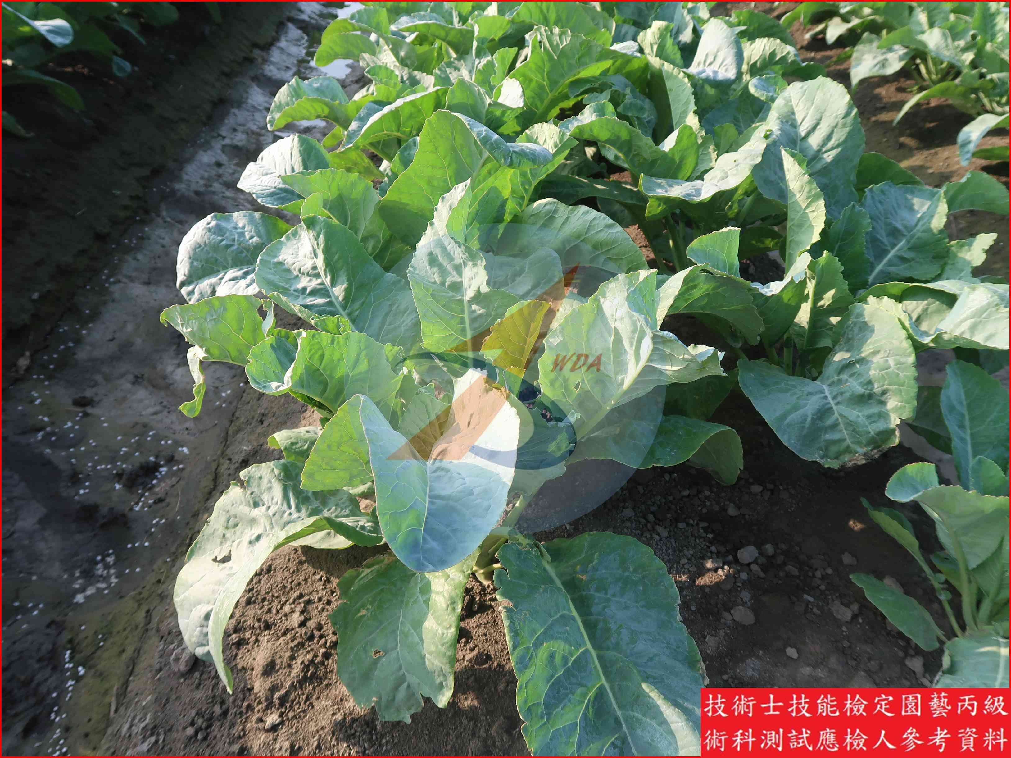 花椰菜 園藝丙級識別圖片 9