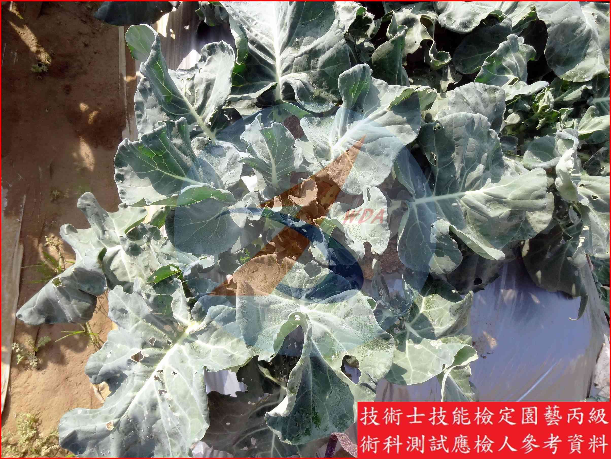 青花菜 園藝丙級辨識圖片