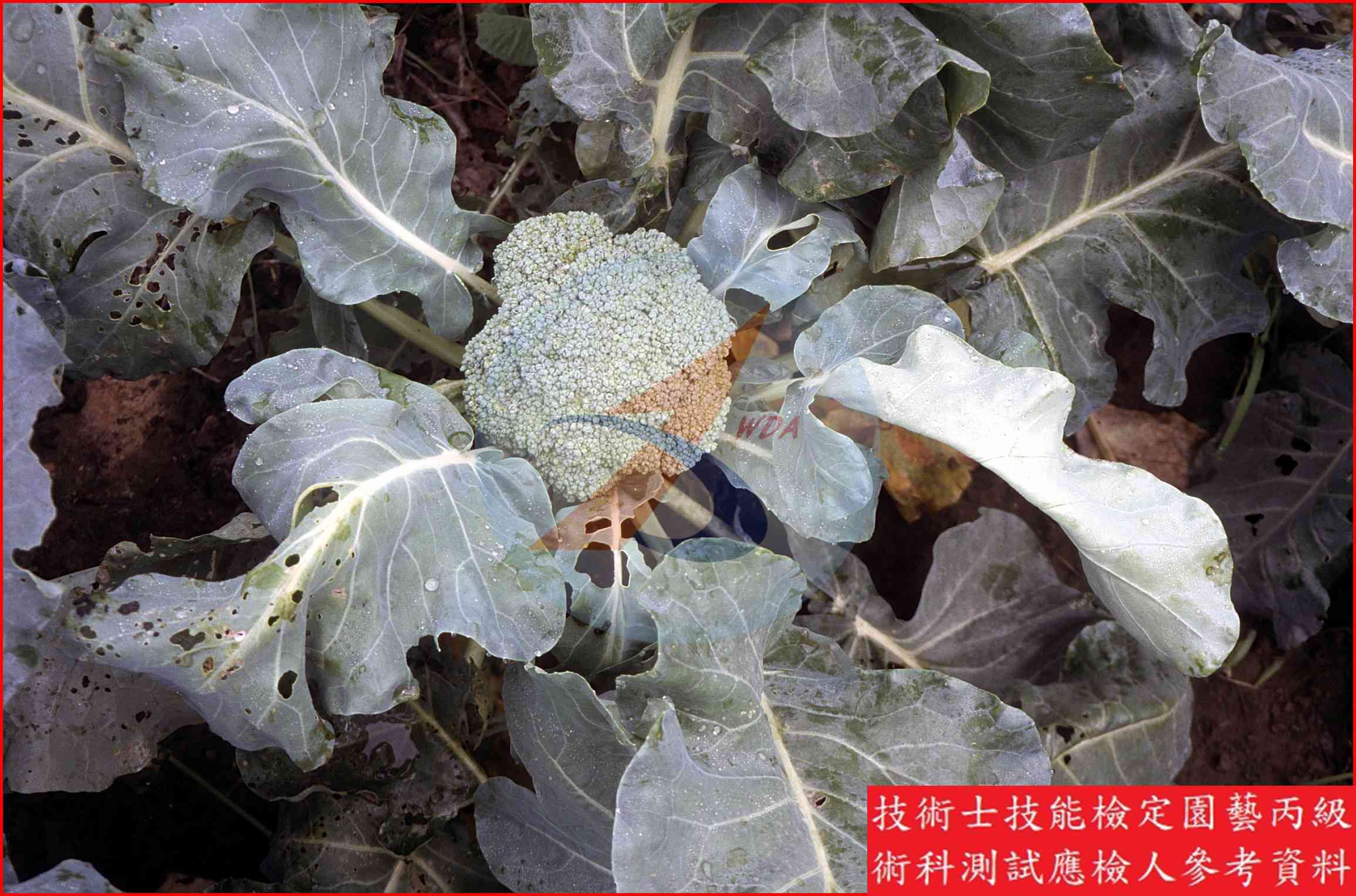 青花菜 園藝丙級識別圖片 2