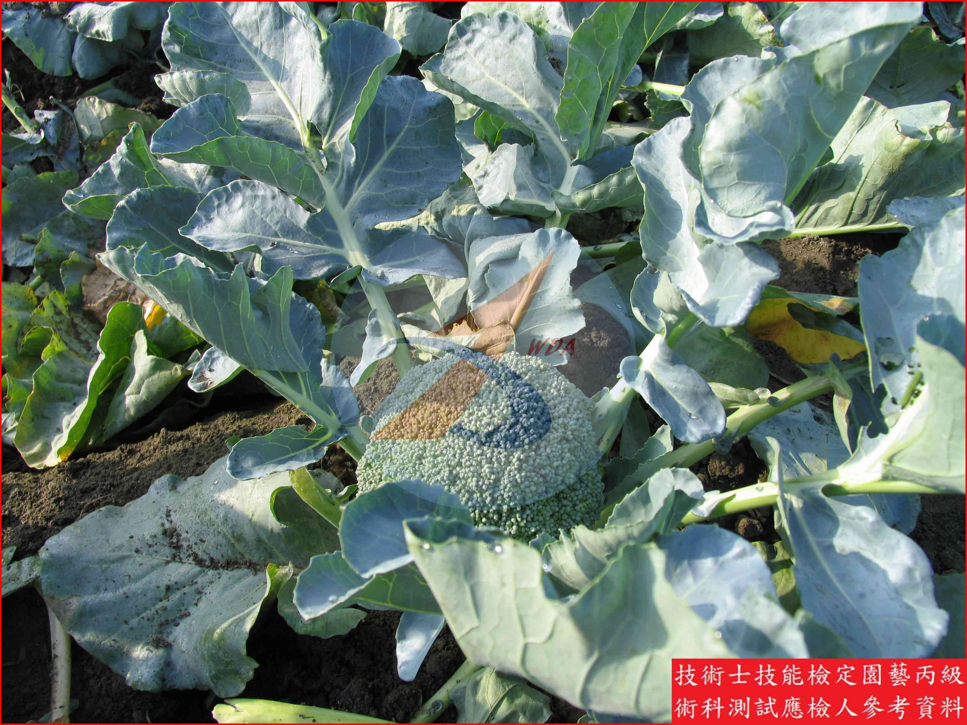 青花菜 園藝丙級識別圖片 3