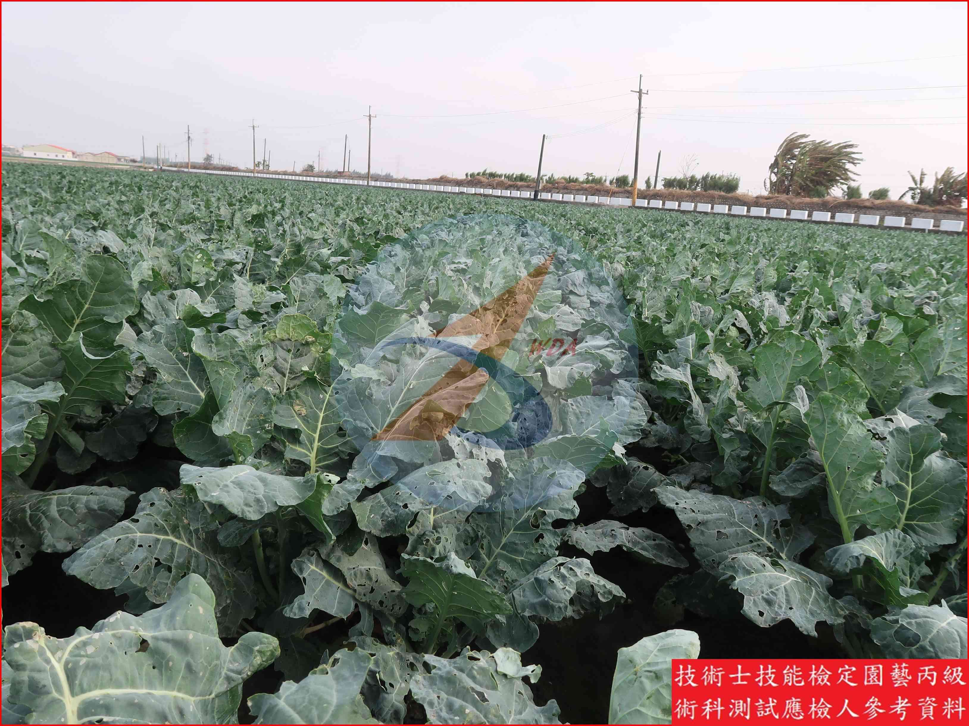 青花菜 園藝丙級識別圖片 5