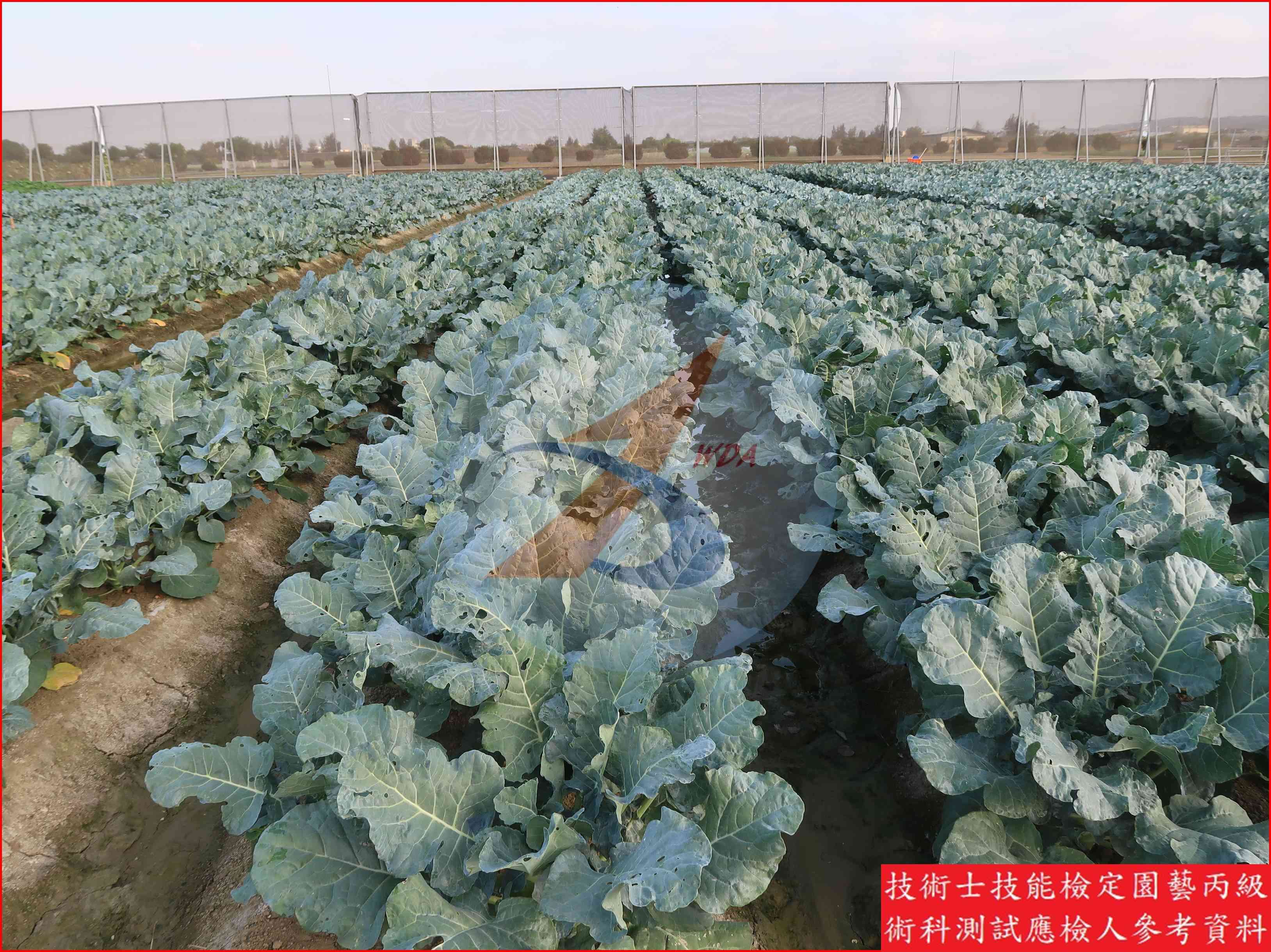 青花菜 園藝丙級識別圖片 6