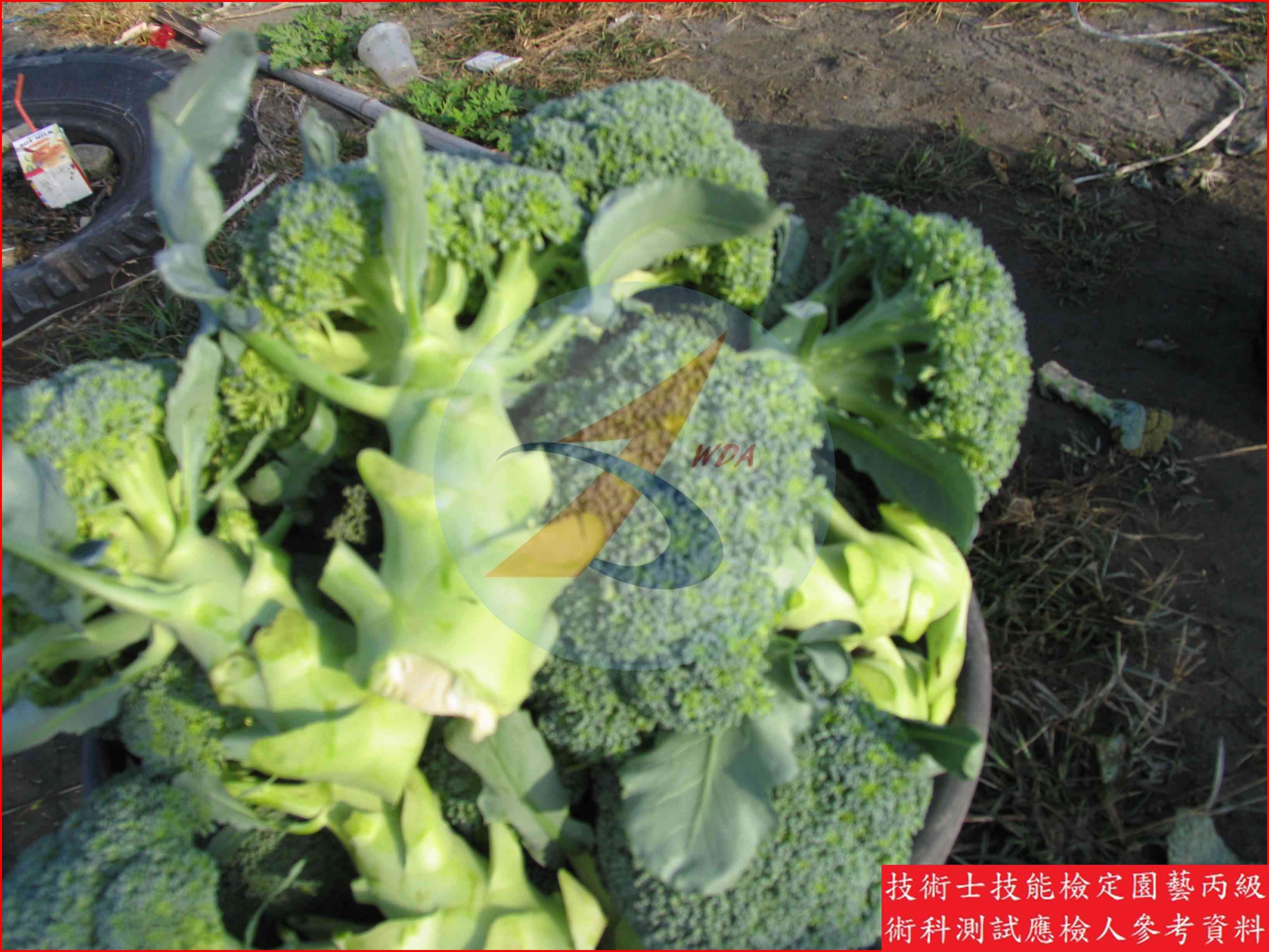 青花菜 園藝丙級識別圖片 7