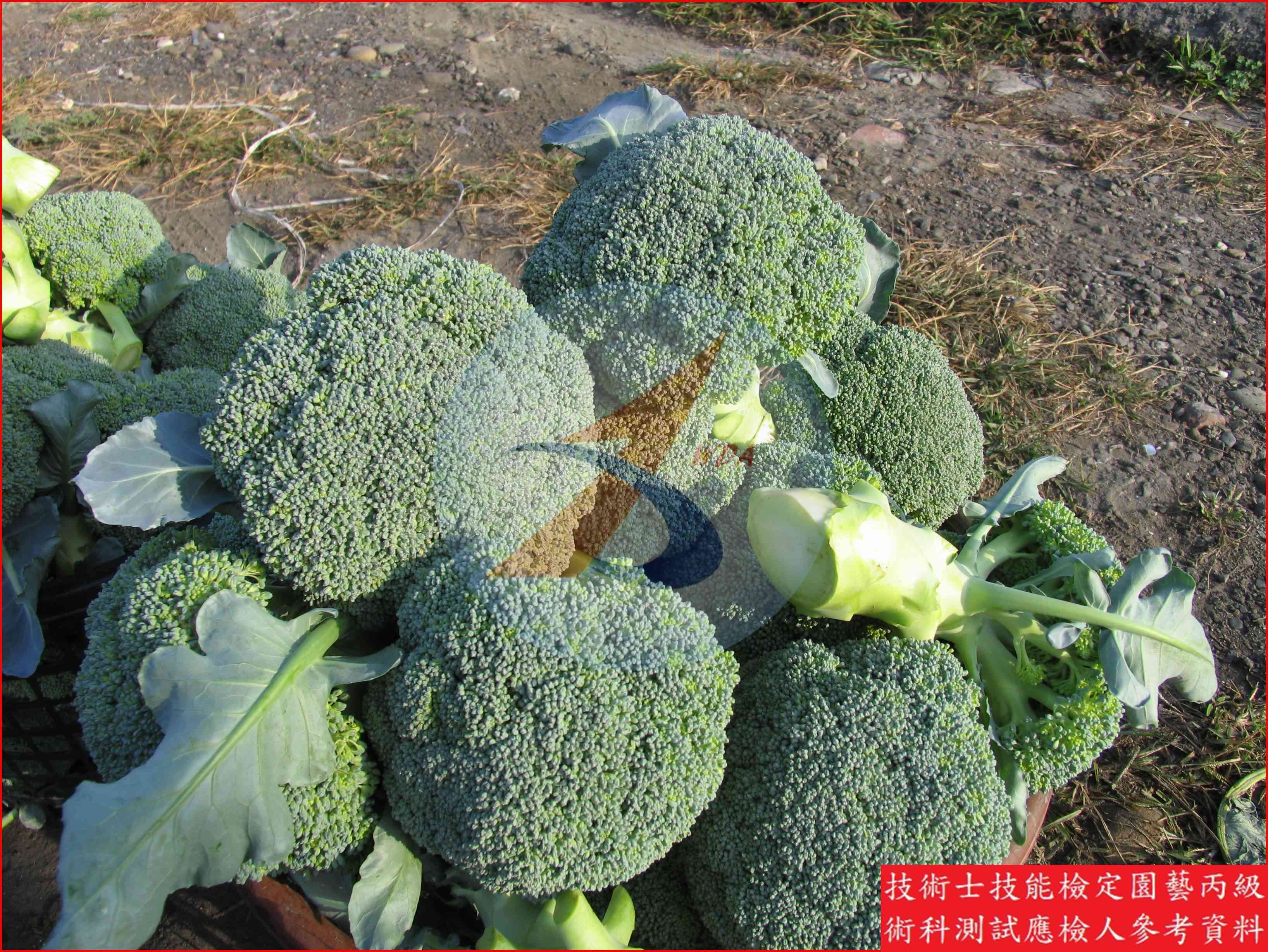 青花菜 園藝丙級識別圖片 8