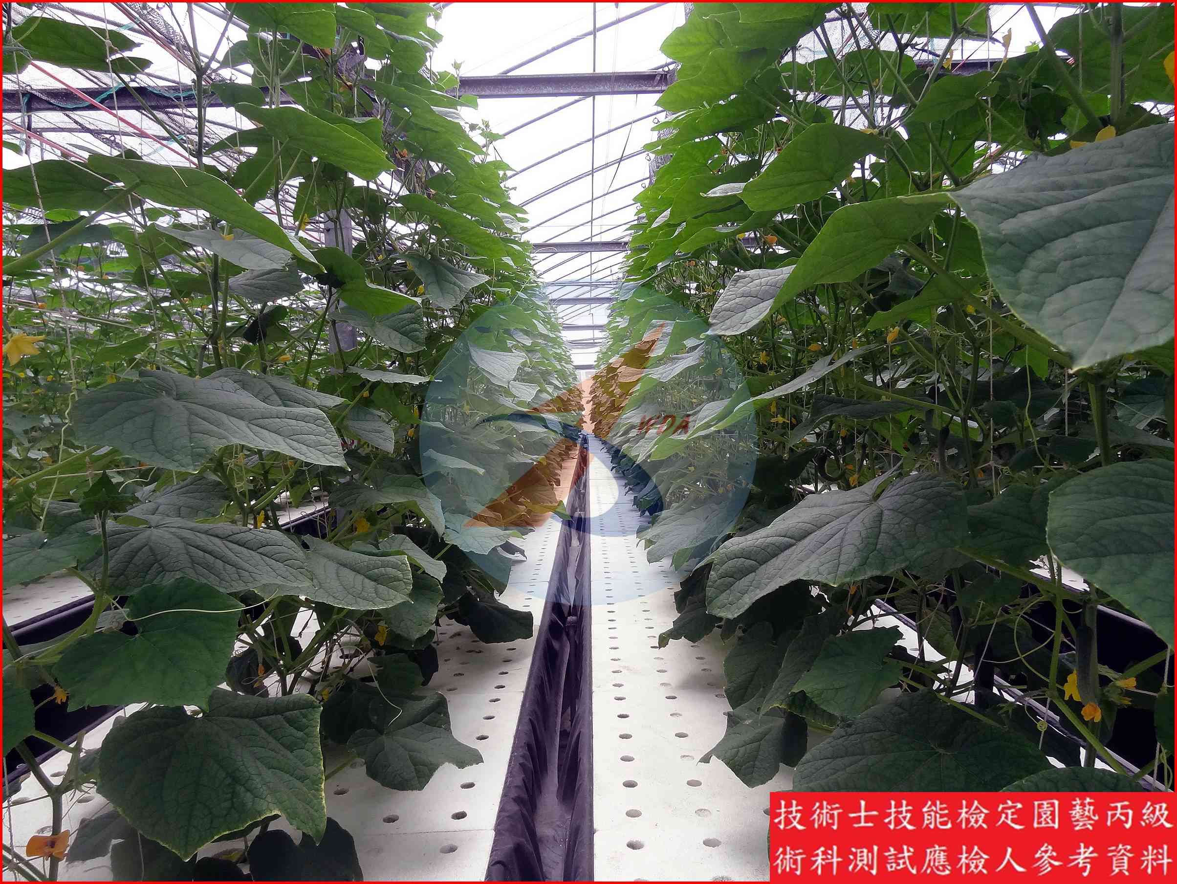 胡瓜 園藝丙級識別圖片 2