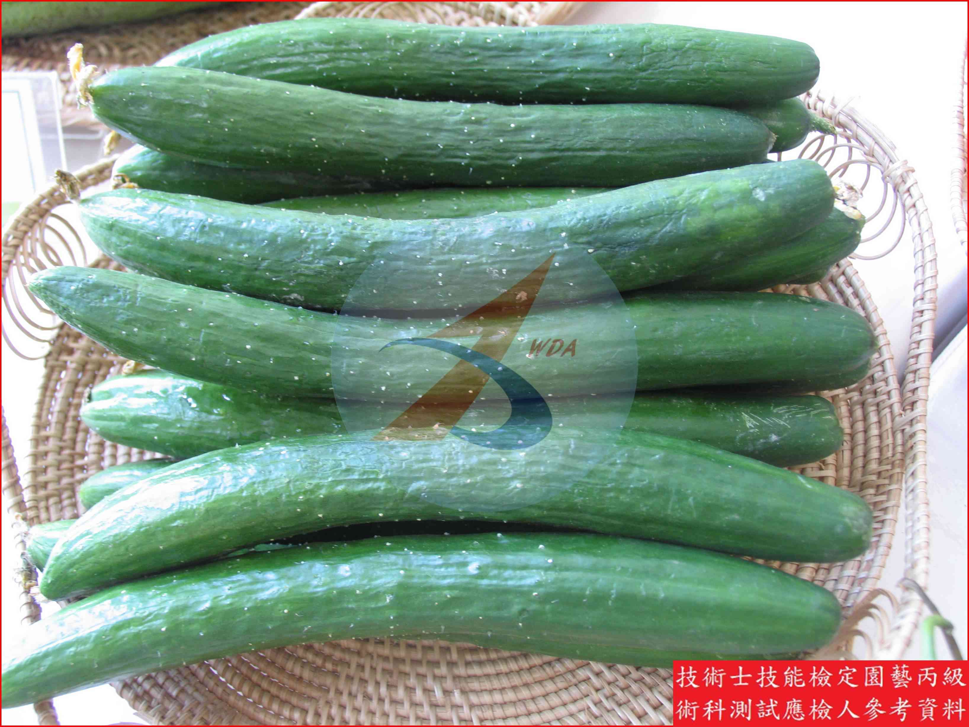 胡瓜 園藝丙級識別圖片 6