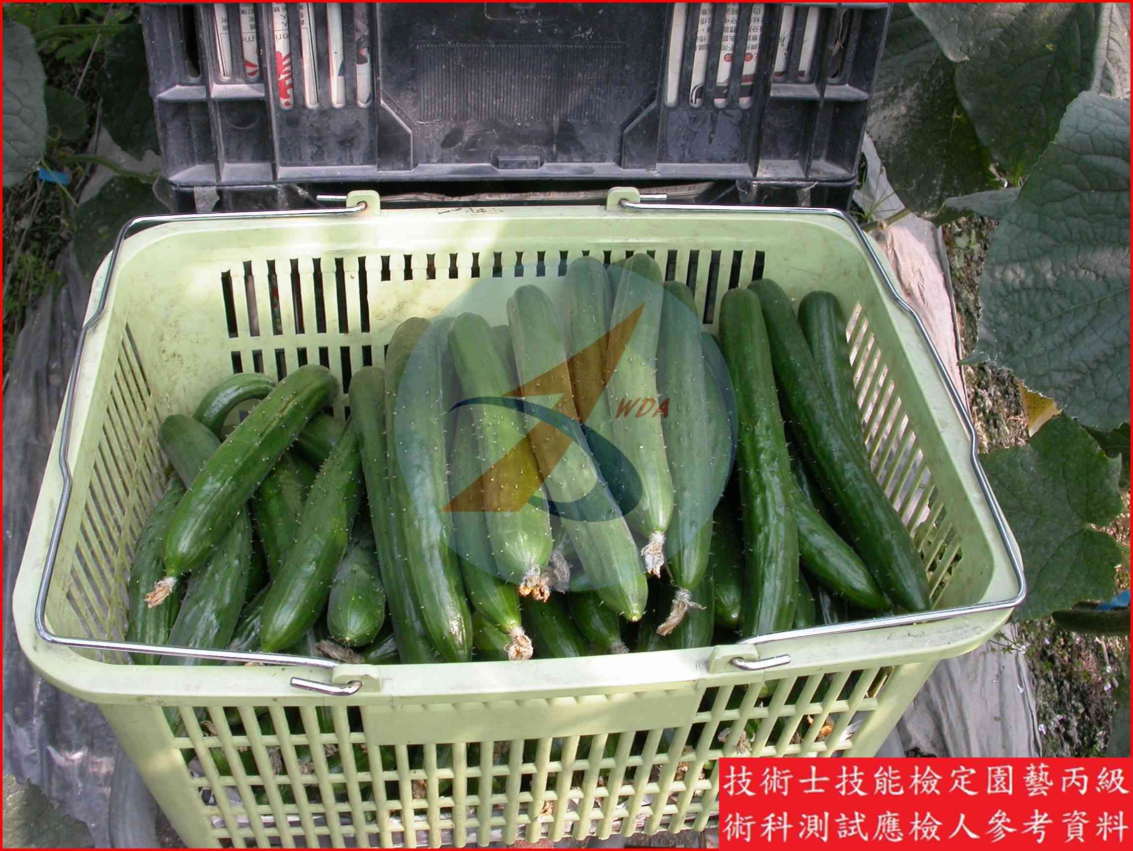 胡瓜 園藝丙級識別圖片 7