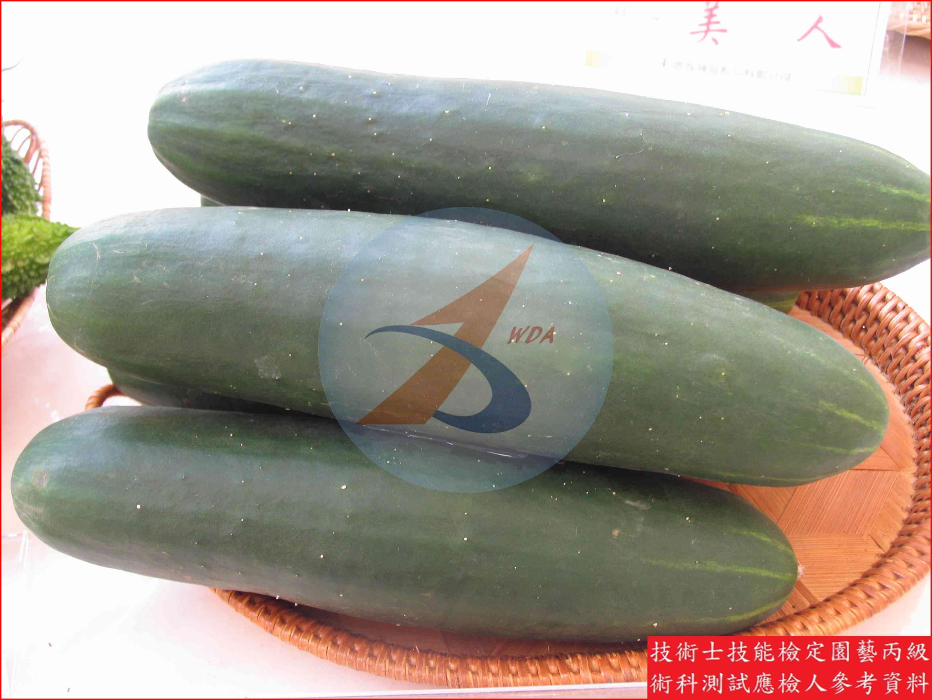胡瓜 園藝丙級識別圖片 8