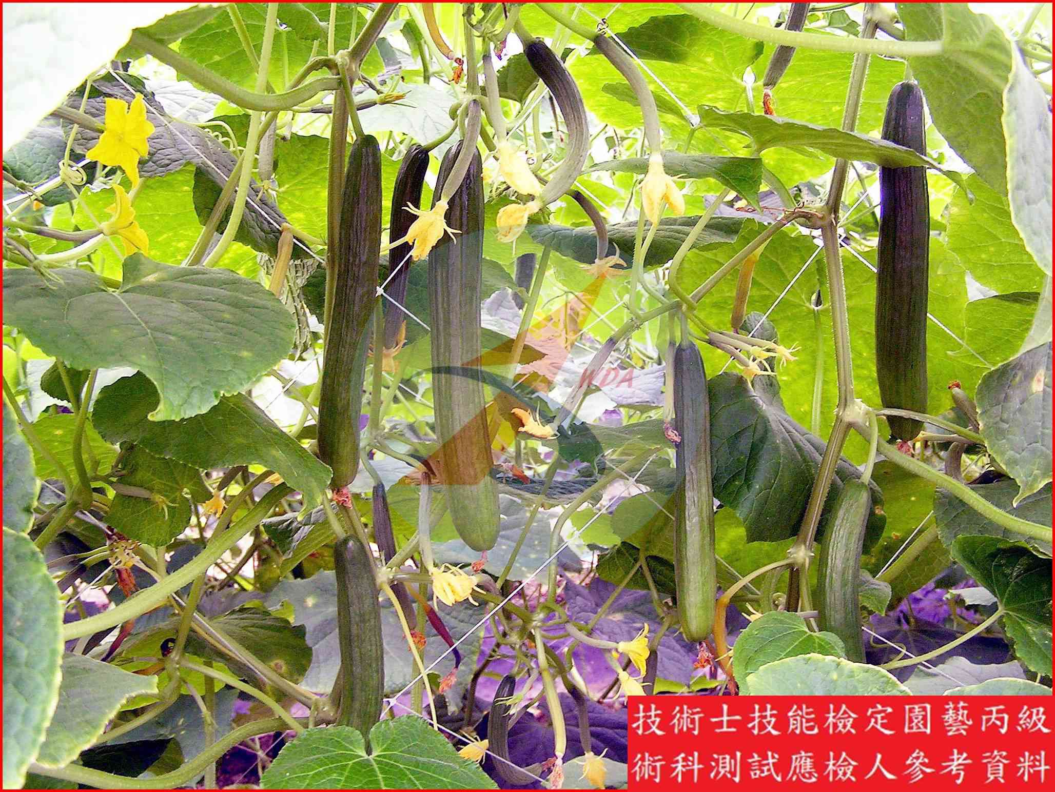 胡瓜 園藝丙級識別圖片 9