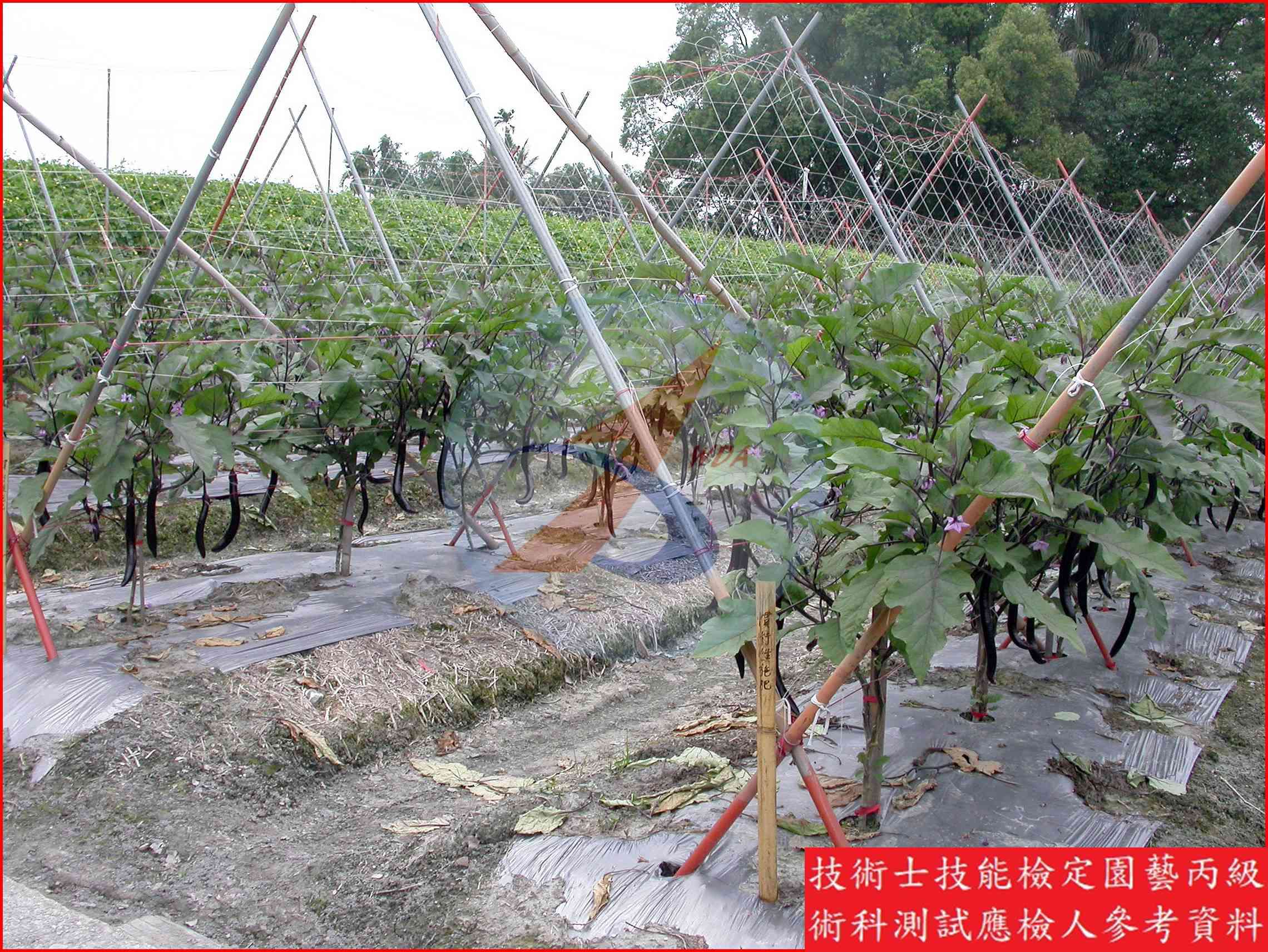 茄子 / 番茄 比較主圖