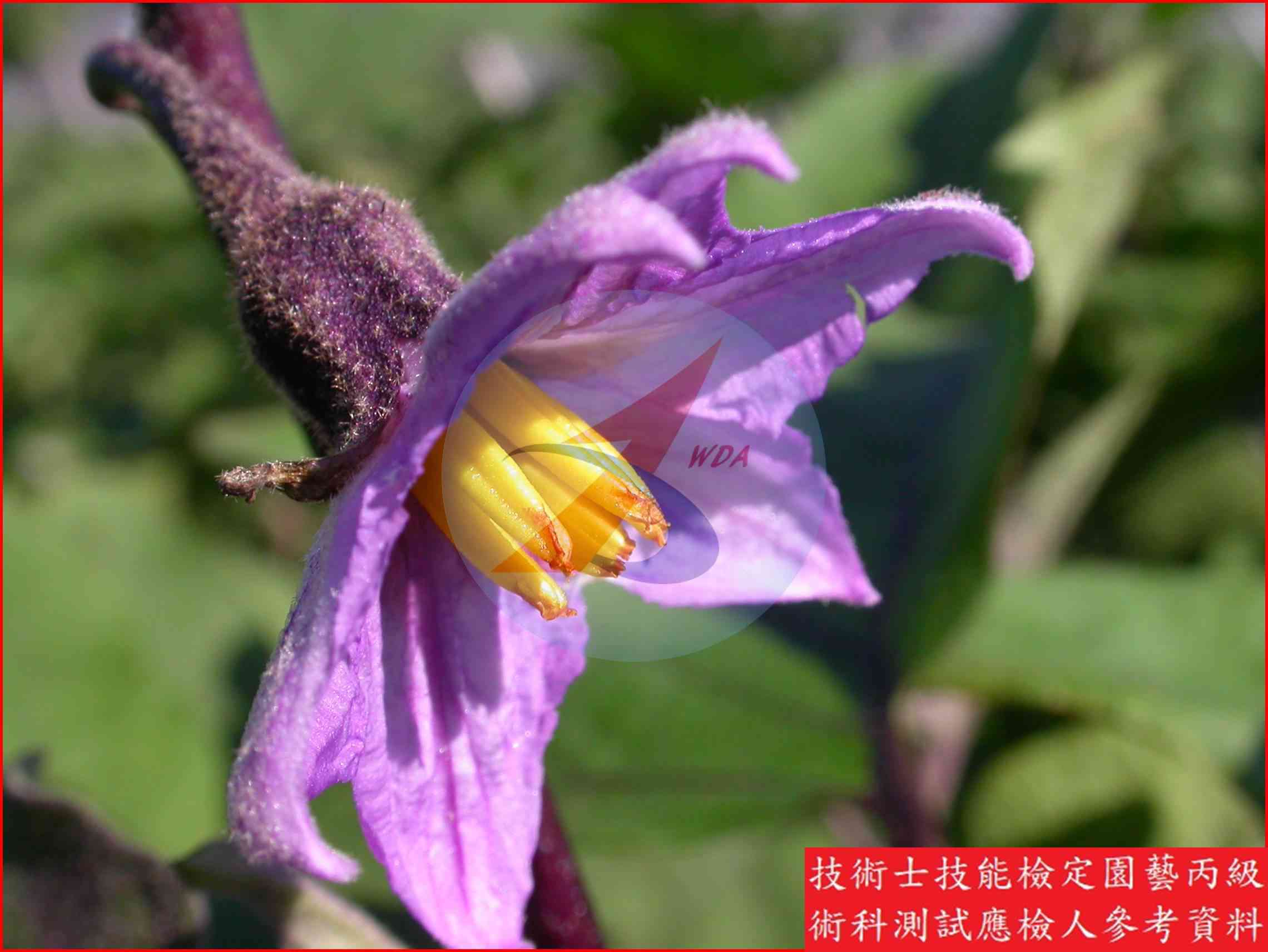 茄子 園藝丙級識別圖片 14