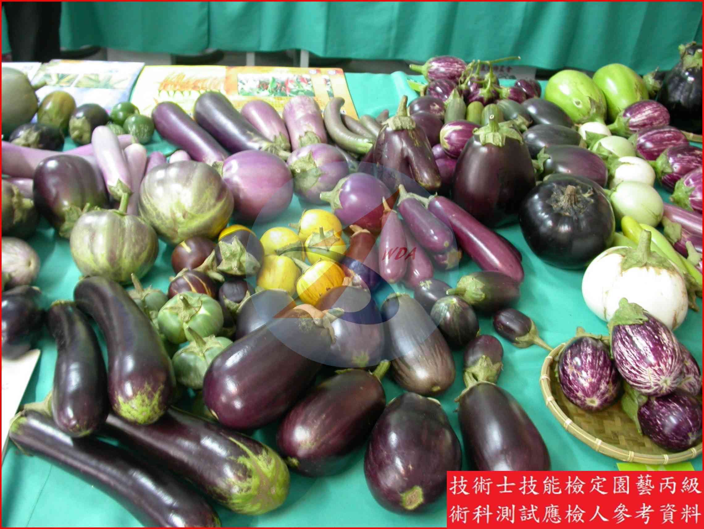 茄子 園藝丙級識別圖片 5