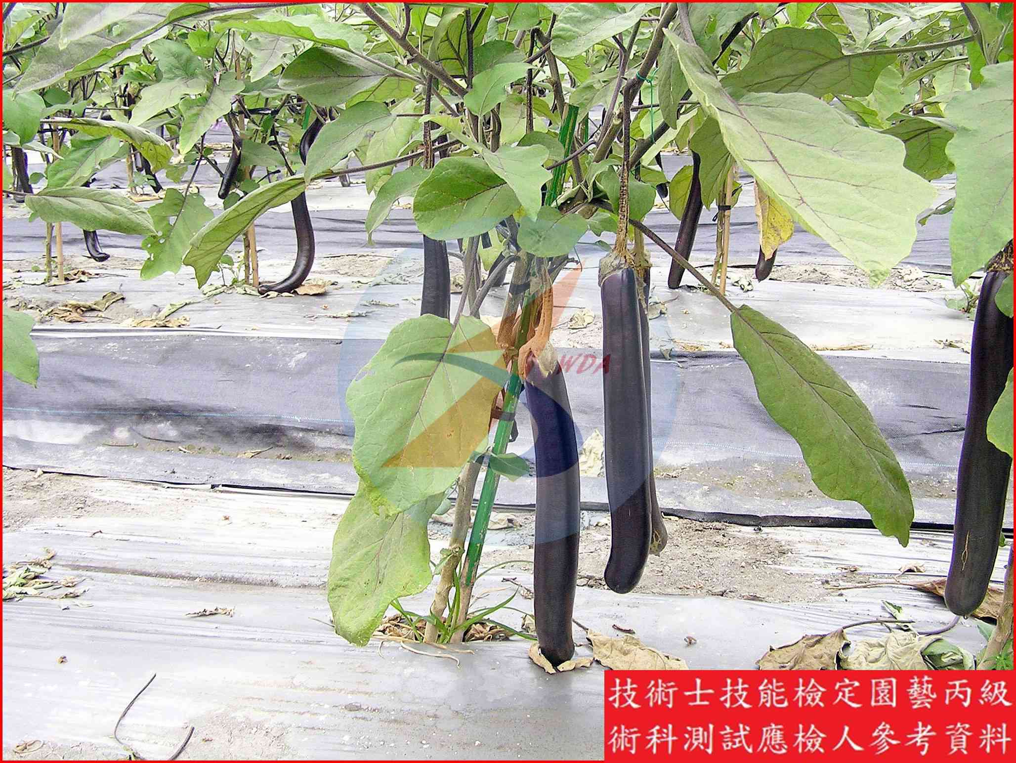 茄子 園藝丙級識別圖片 6
