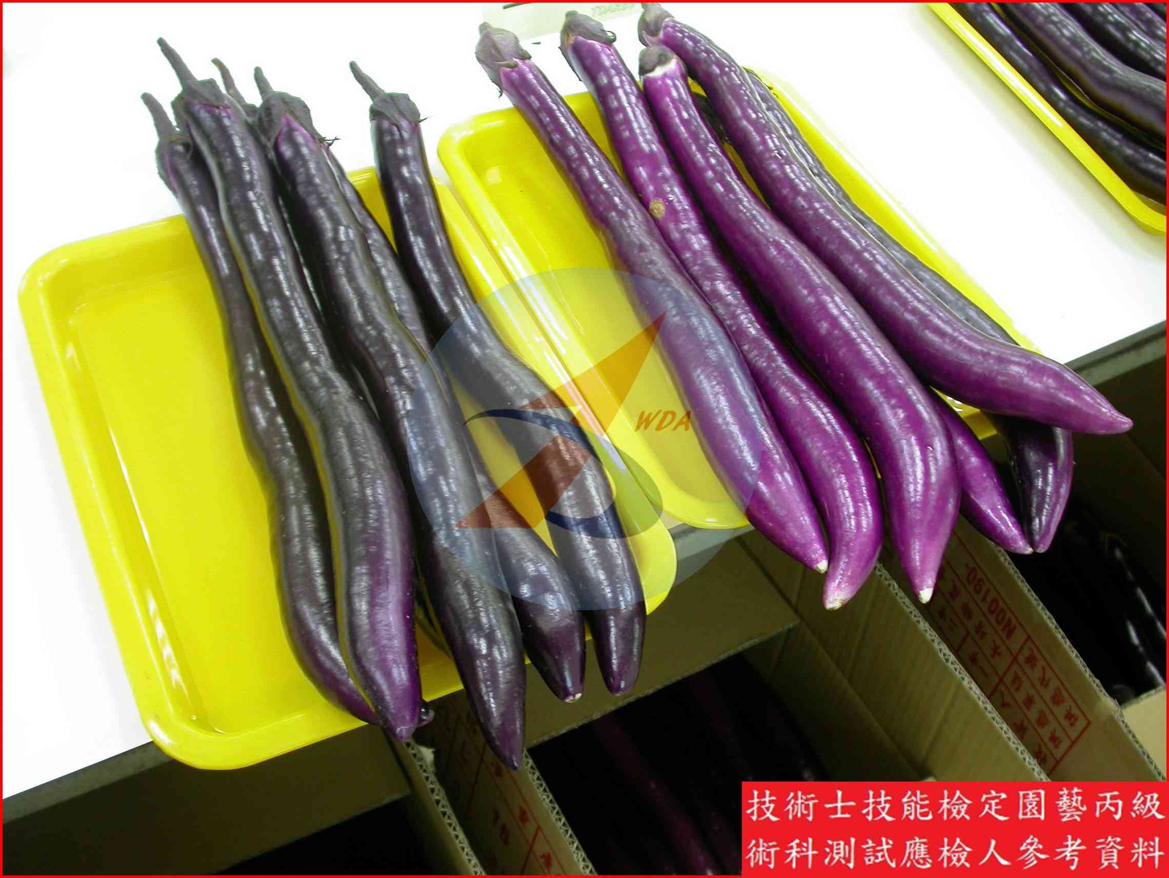茄子 園藝丙級識別圖片 7