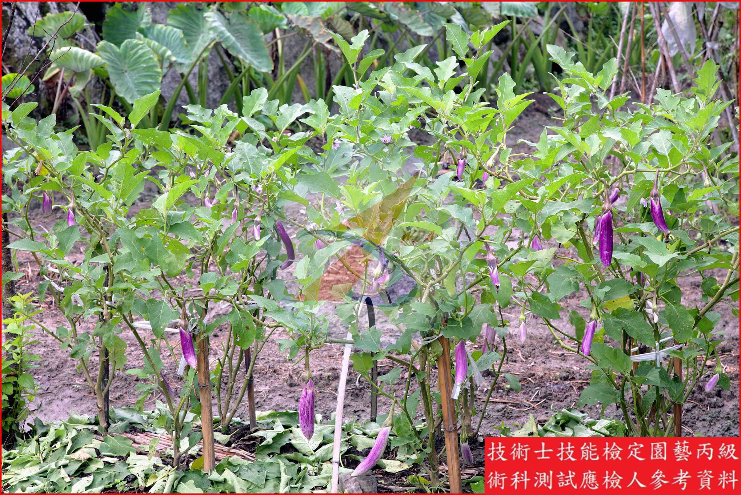 茄子 園藝丙級識別圖片 8