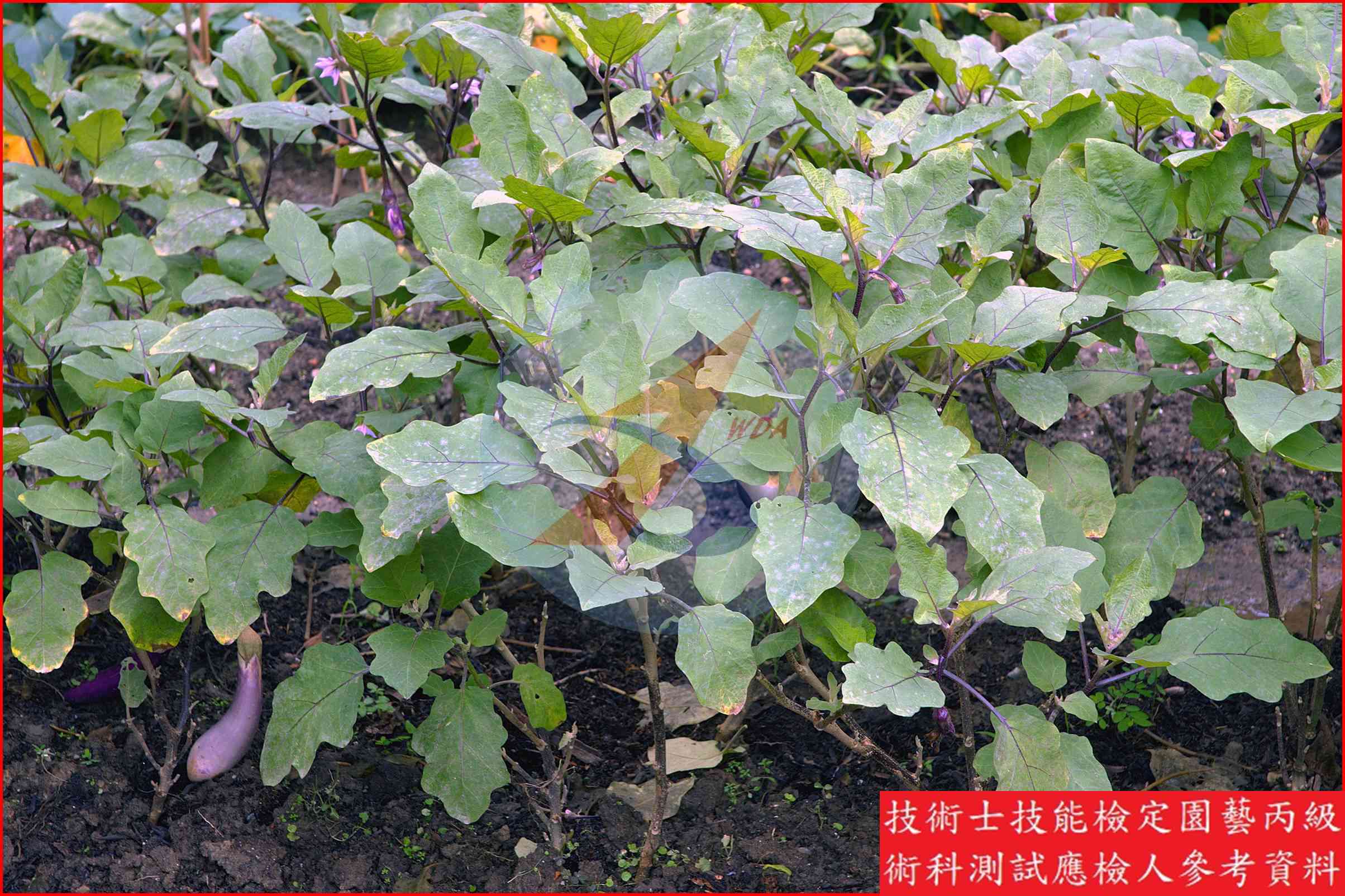茄子 園藝丙級識別圖片 9