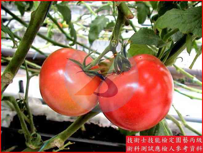 番茄 園藝丙級識別圖片 11