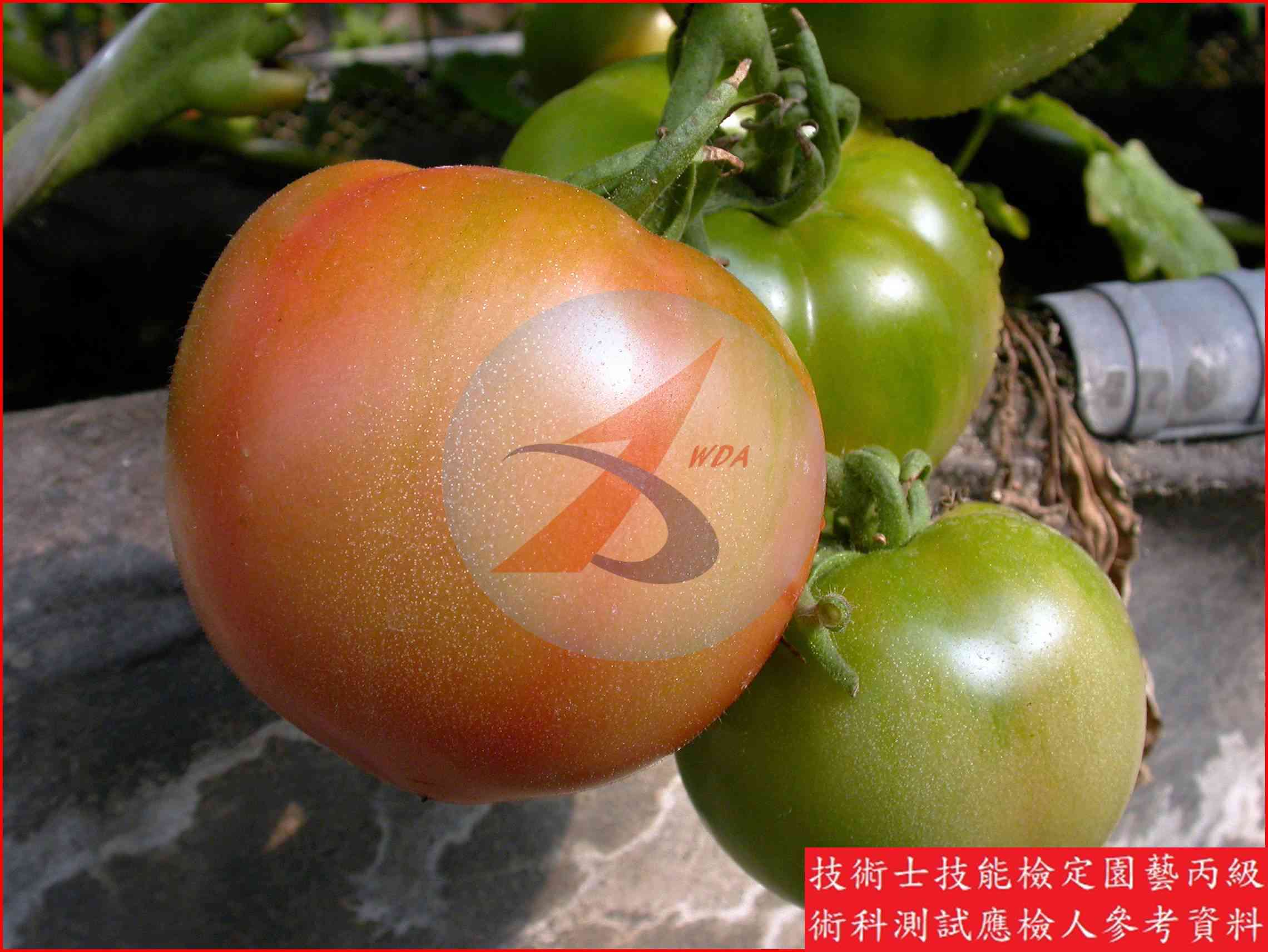 番茄 園藝丙級識別圖片 12
