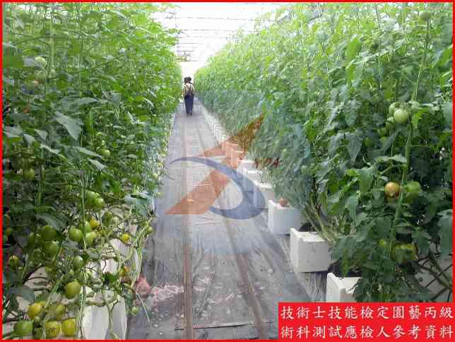 番茄 園藝丙級識別圖片 13